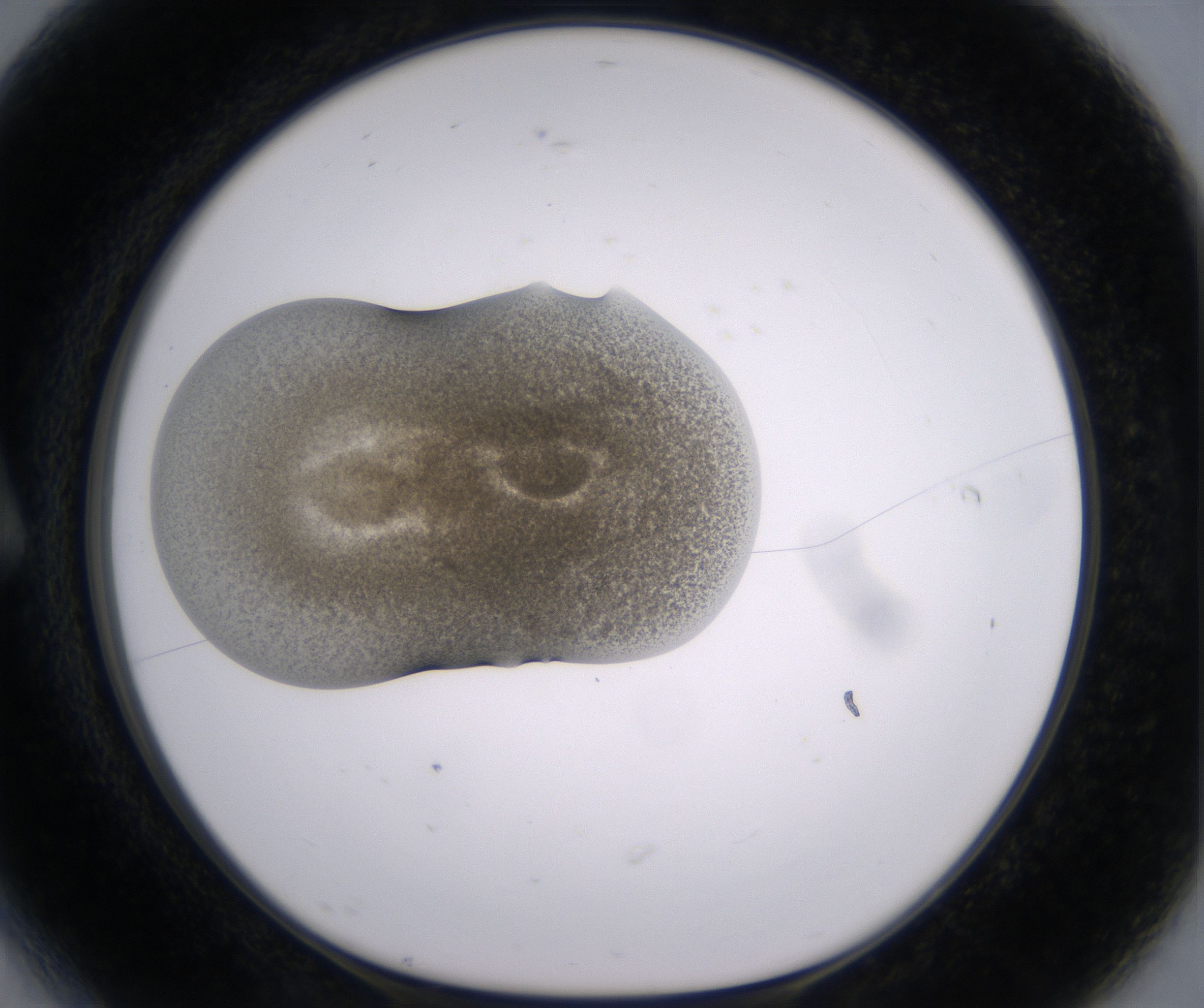 A6_HighResolution_Precipitate_1.jpg
