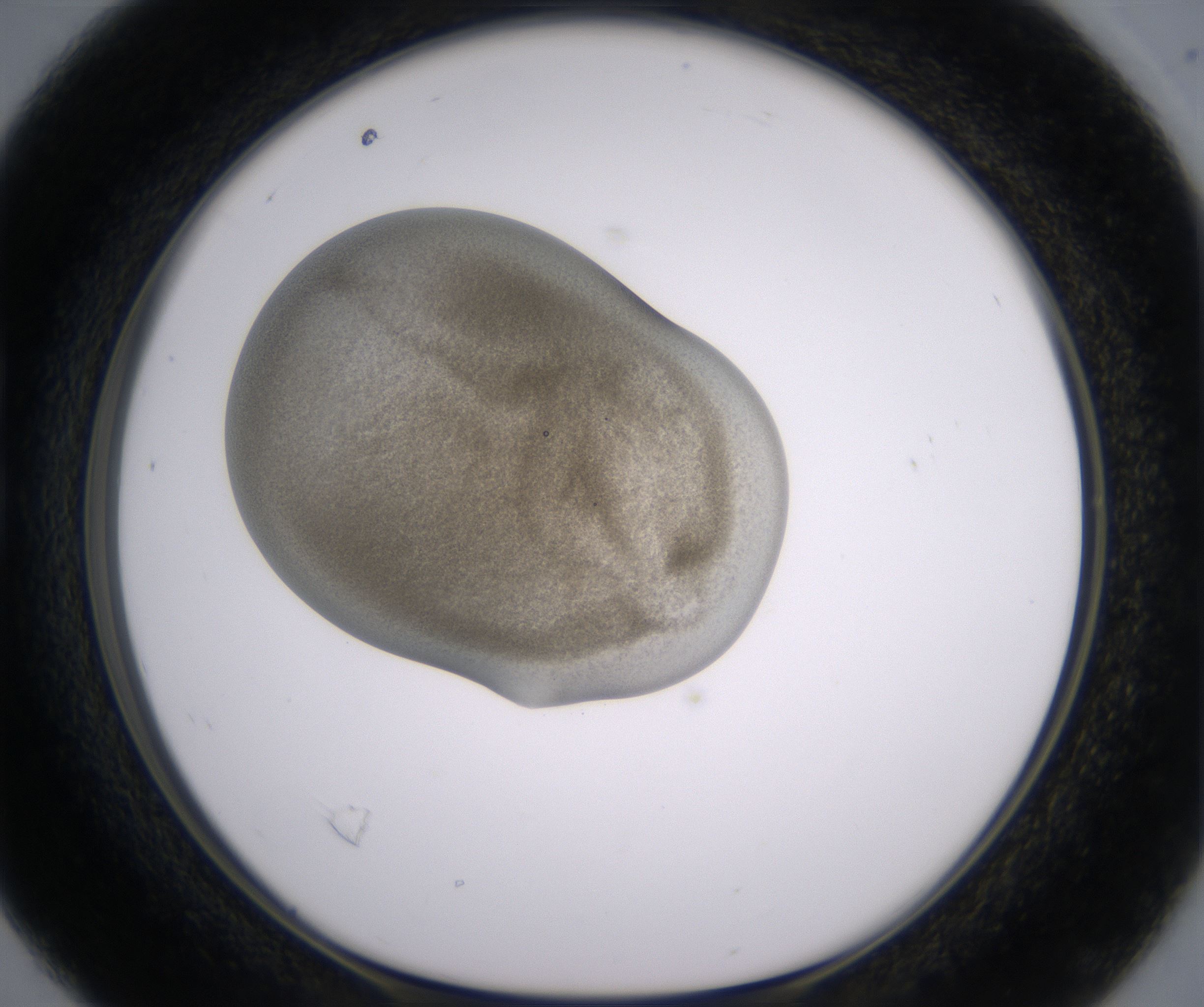 B4_HighResolution_Precipitate_1.jpg