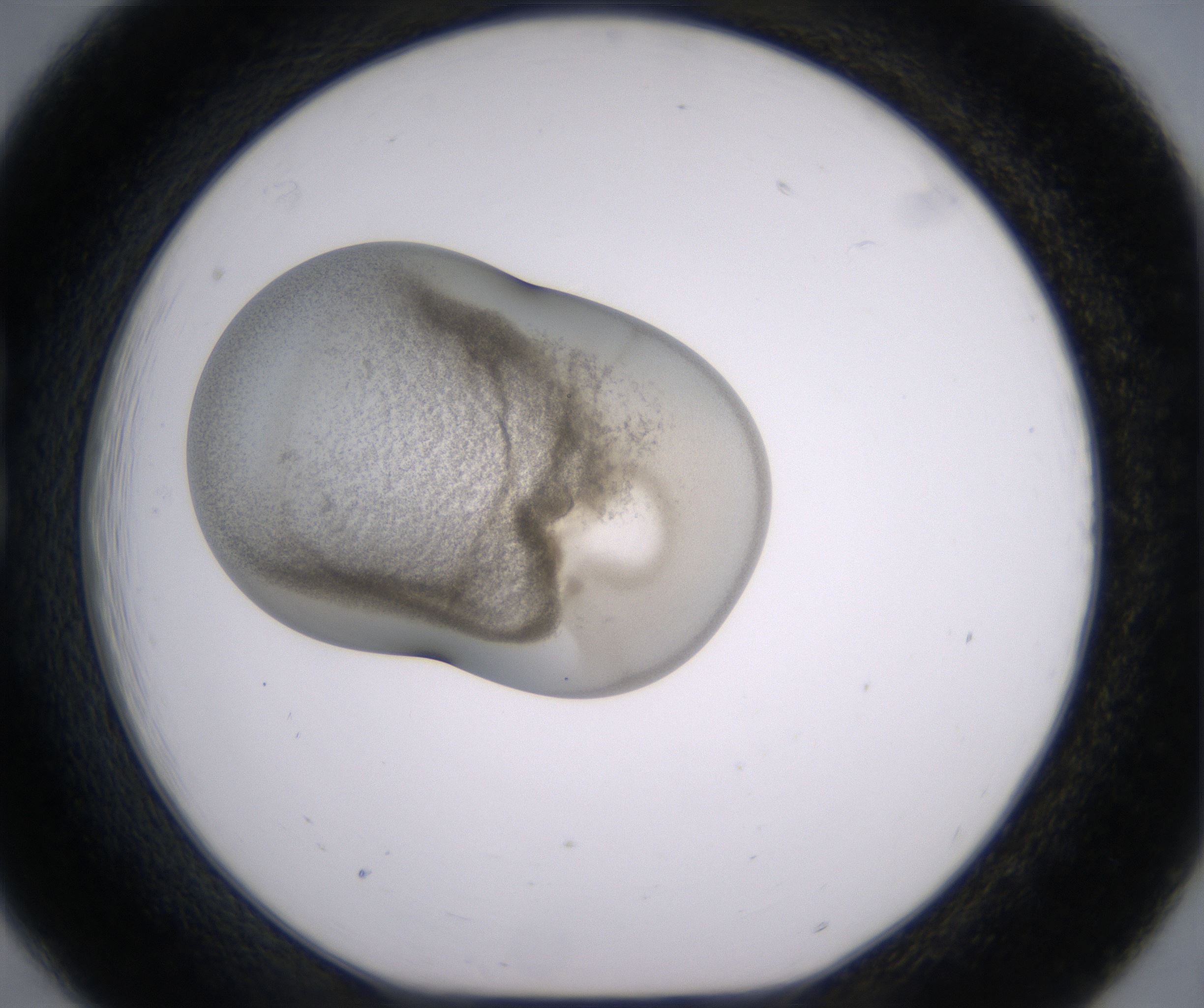 B6_HighResolution_Precipitate_1.jpg