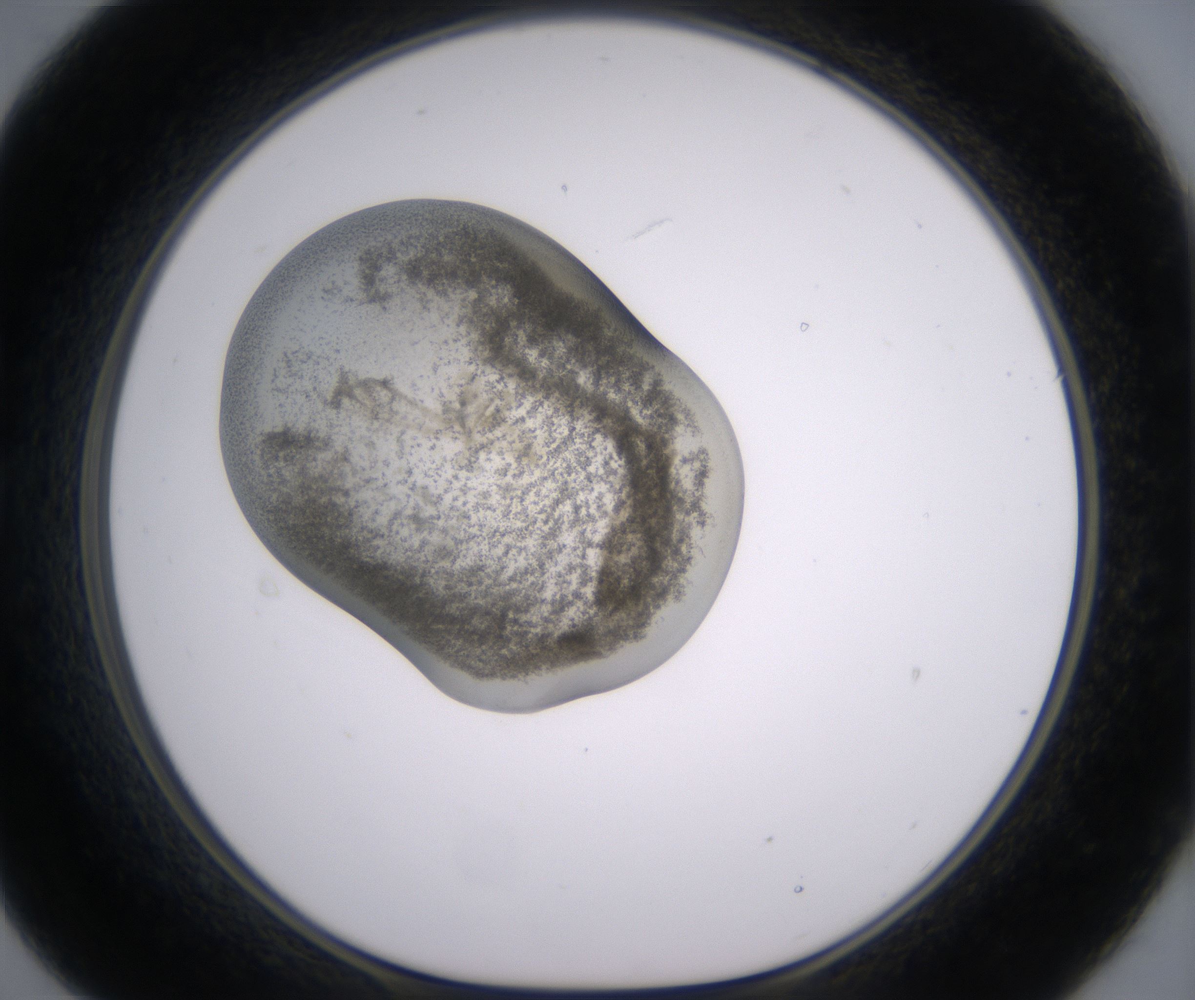 B9_HighResolution_Precipitate_1.jpg
