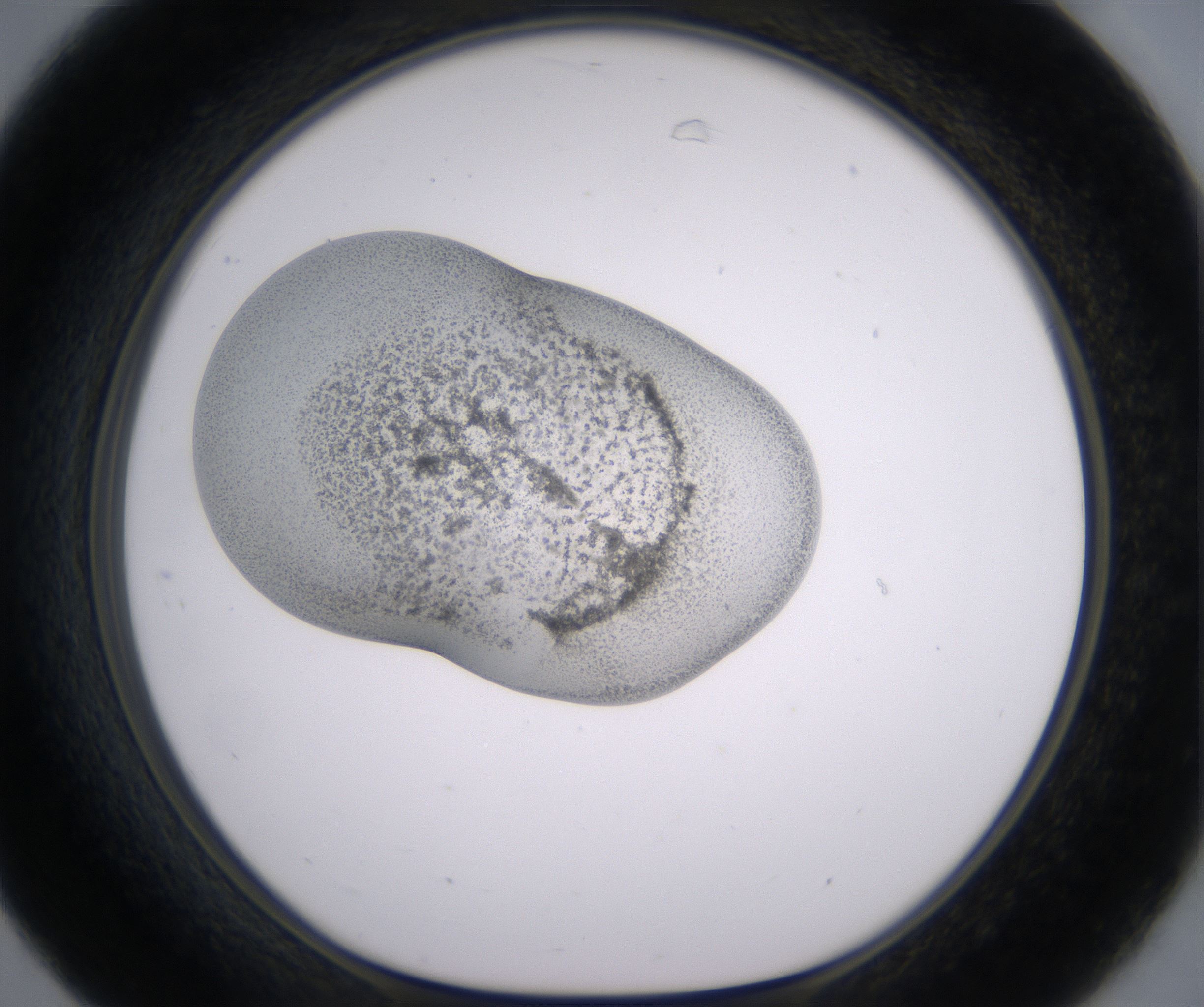 C7_HighResolution_Precipitate_1.jpg