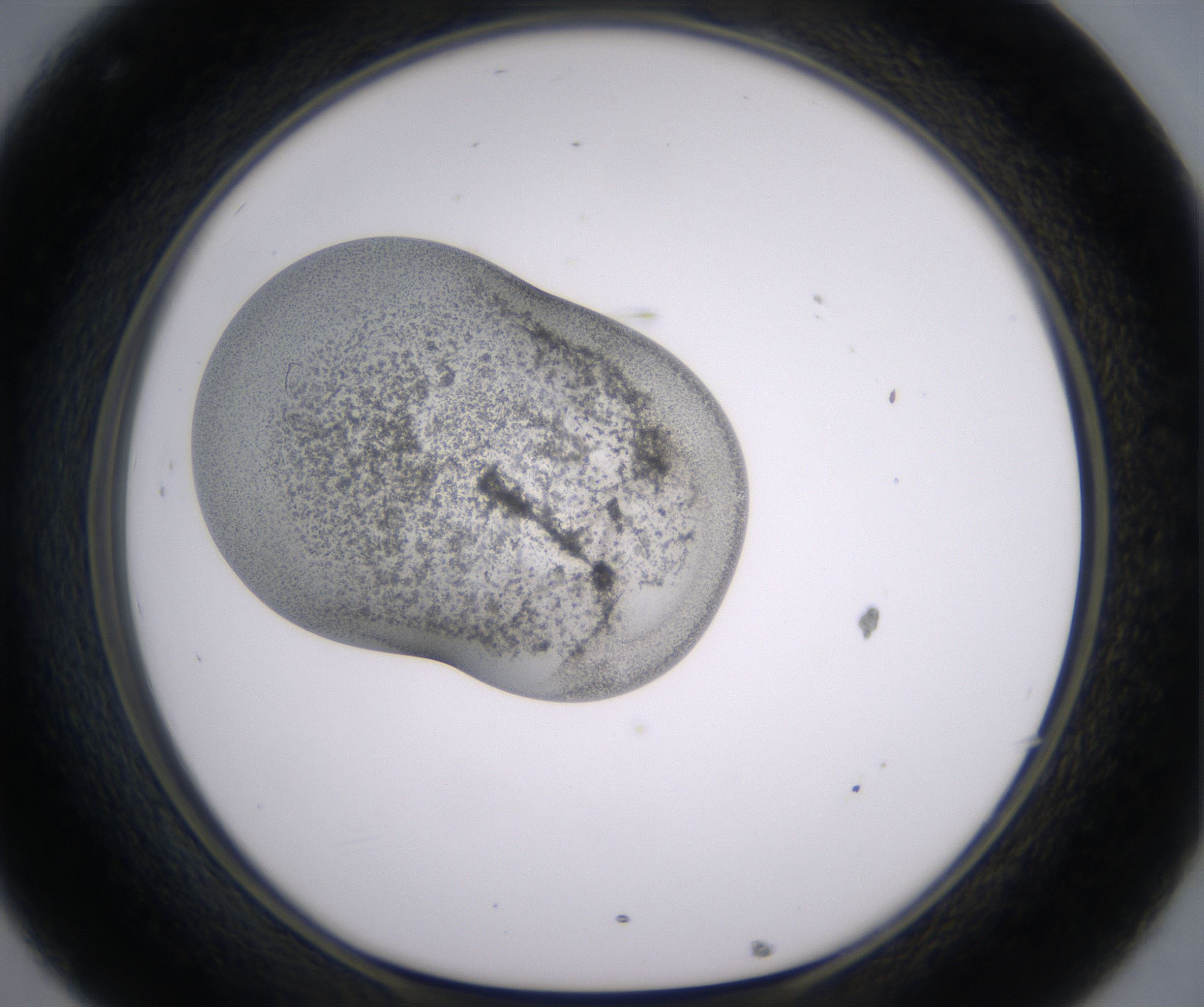 C8_HighResolution_Precipitate_1.jpg