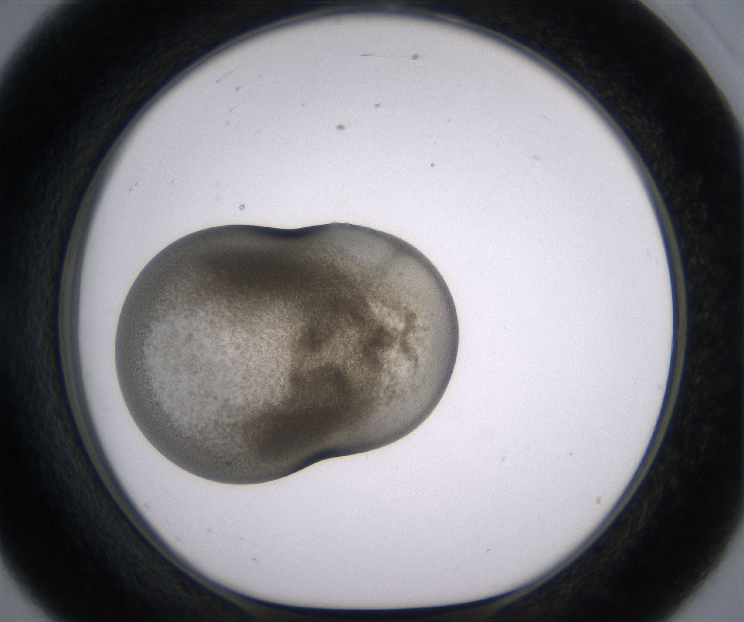 E8_HighResolution_Precipitate_1.jpg