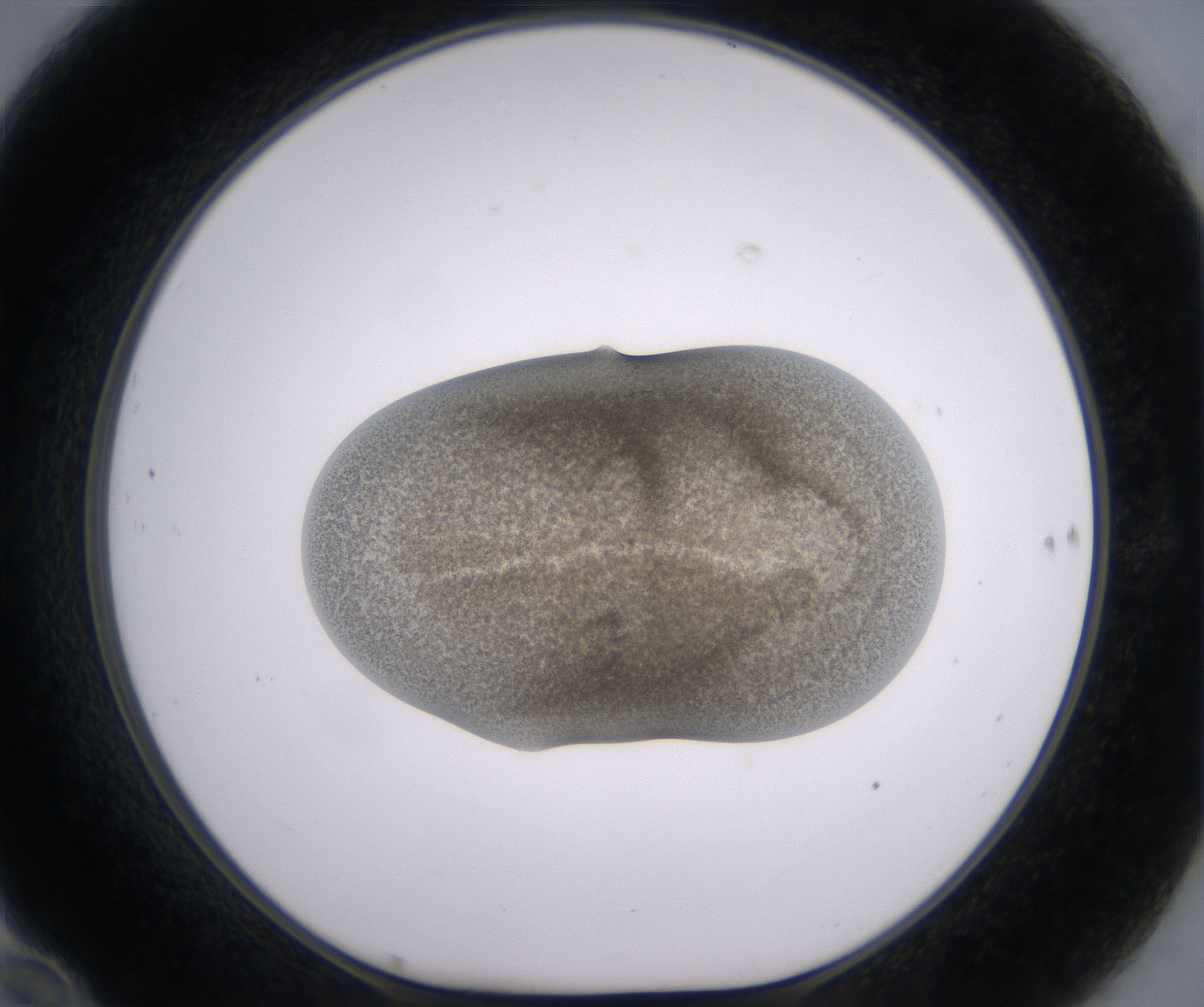 F10_HighResolution_Precipitate_1.jpg