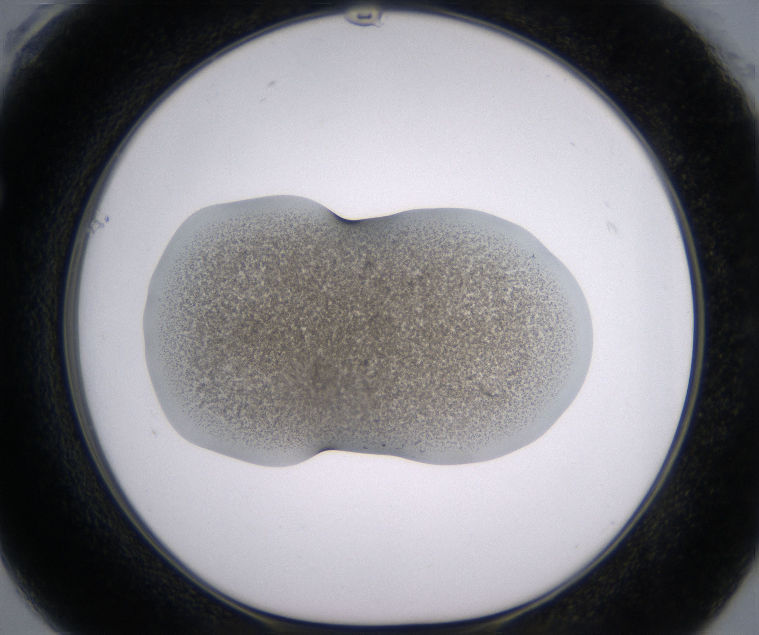 F1_HighResolution_Precipitate_1.jpg
