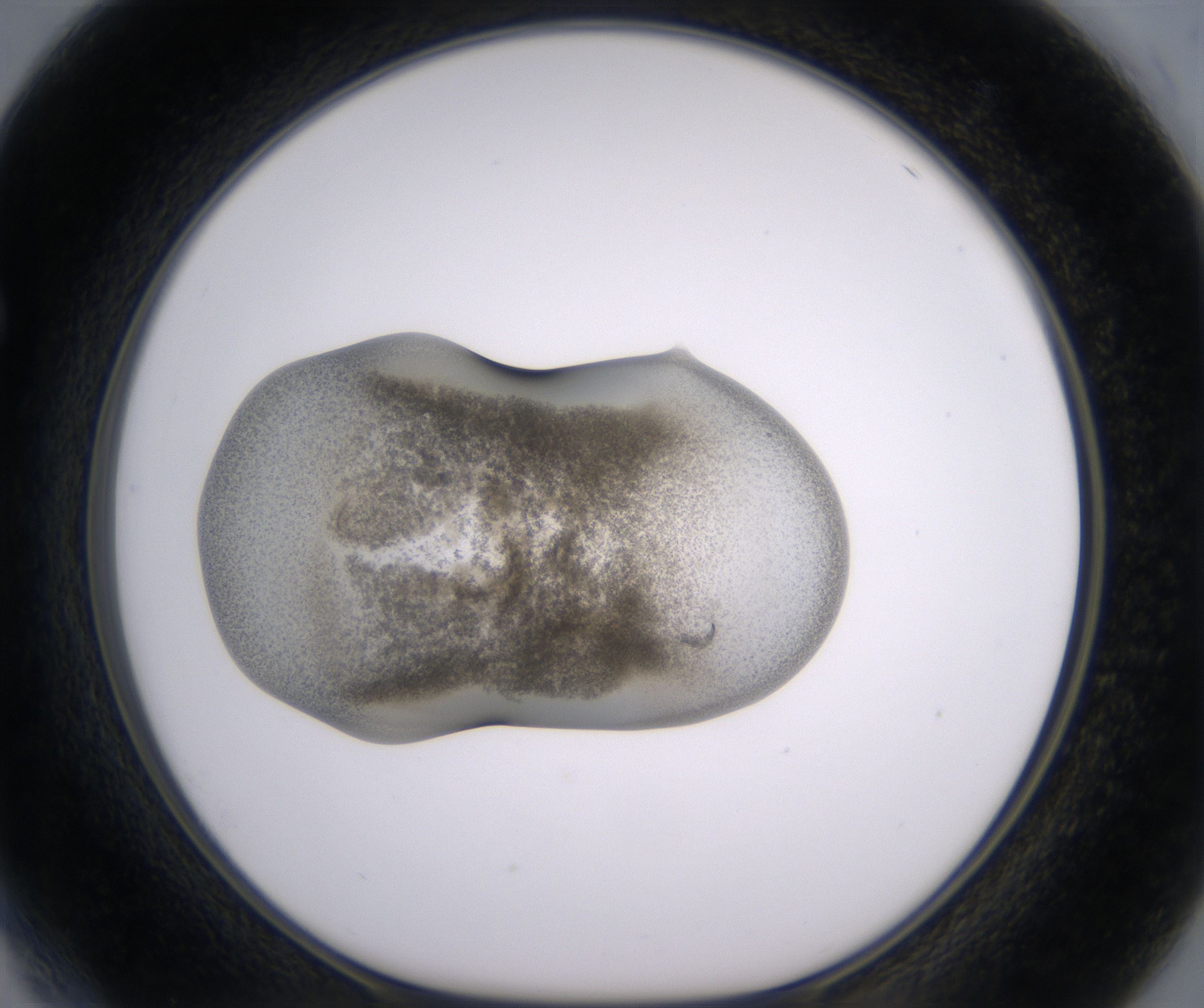 F4_HighResolution_Precipitate_1.jpg