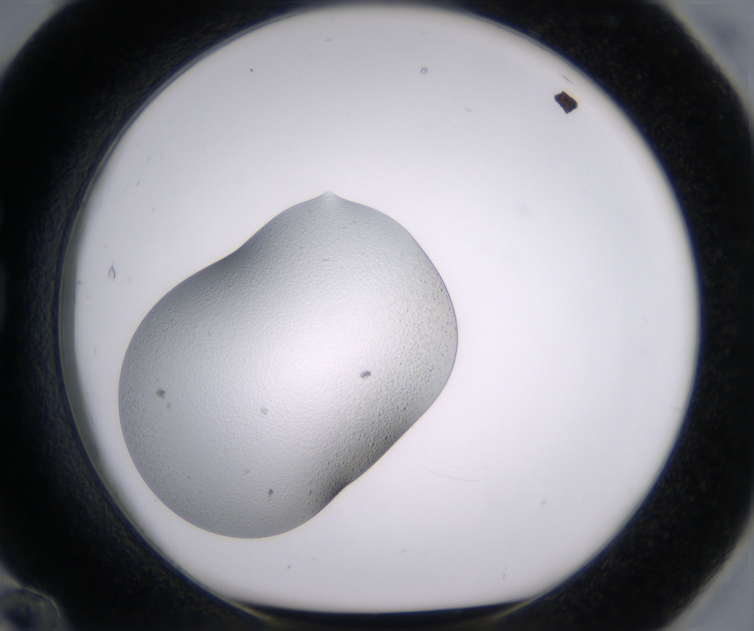 G12_HighResolution_Clear_1.jpg
