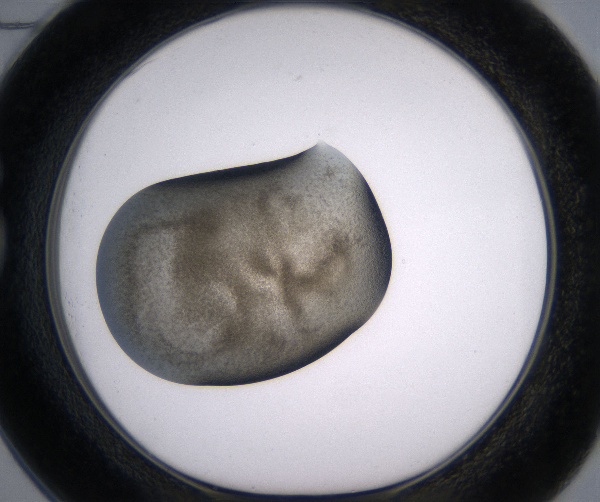 G1_HighResolution_Precipitate_1.jpg