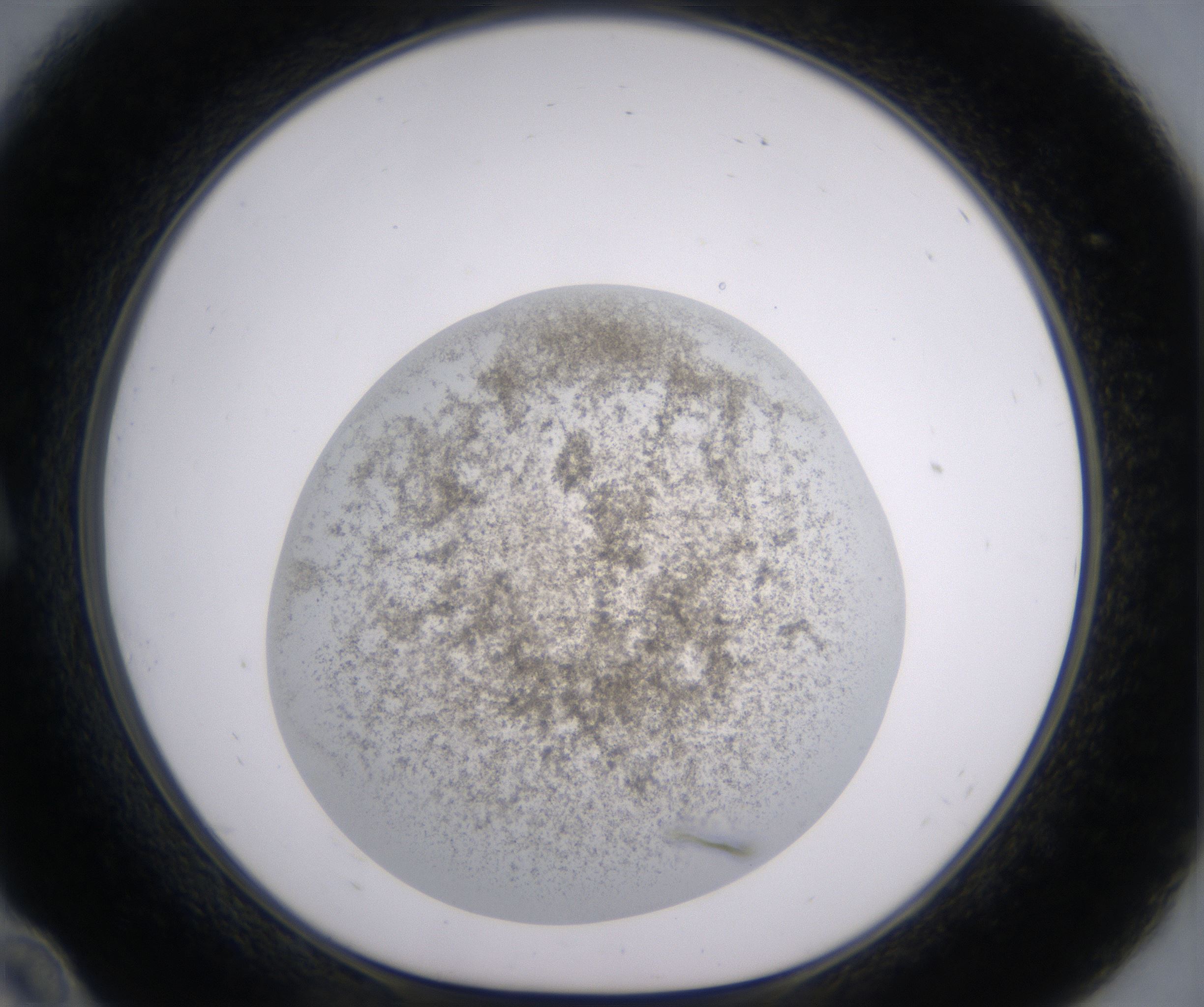 A10_HighResolution_Precipitate_1.jpg