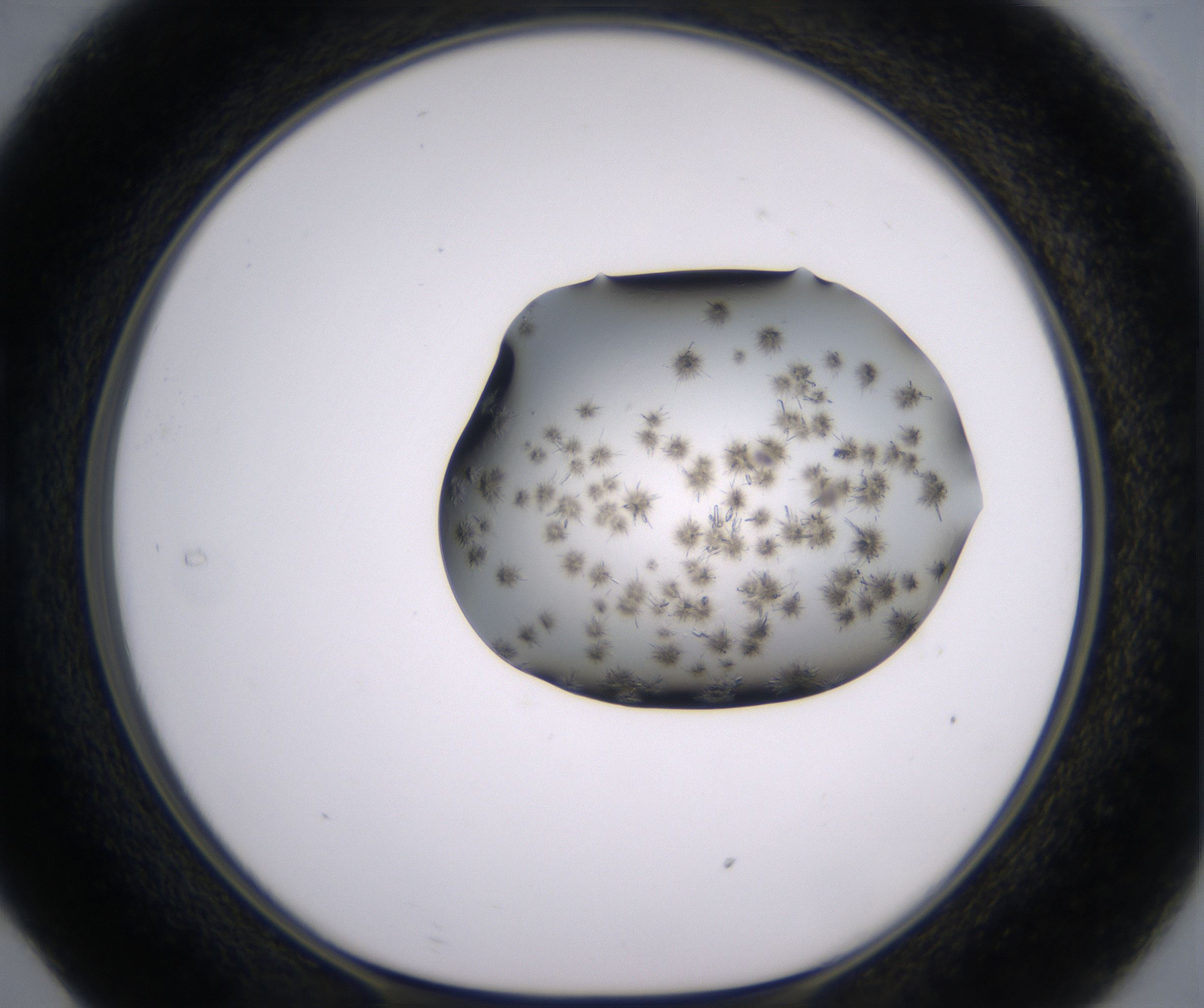 C5_HighResolution_Crystal_1.jpg