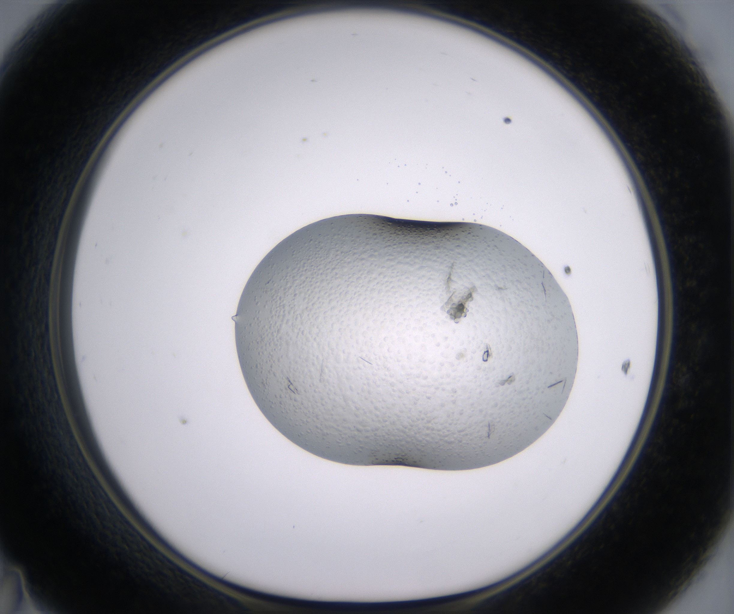 D11_HighResolution_Crystal_1.jpg