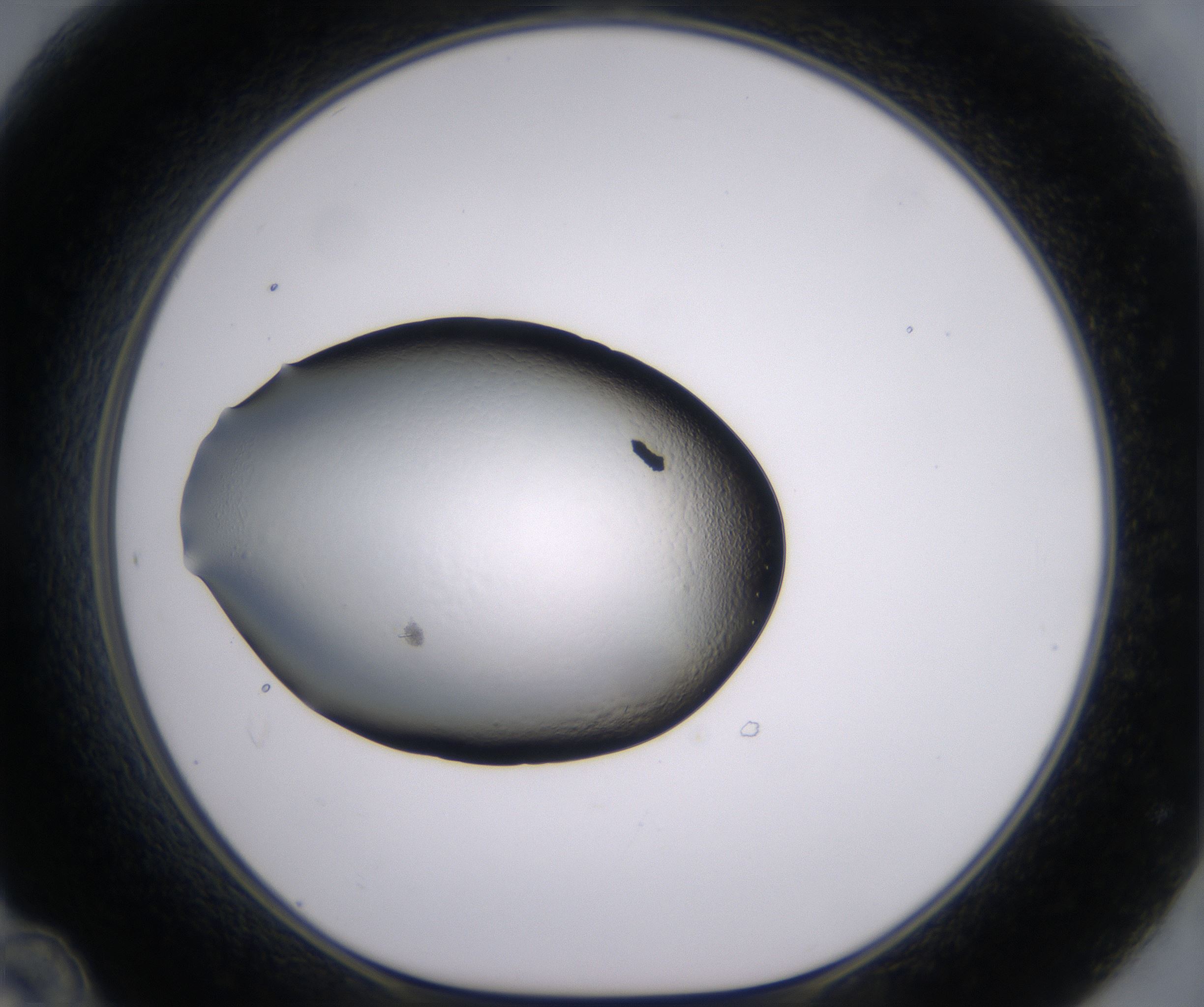 D12_HighResolution_Clear_1.jpg