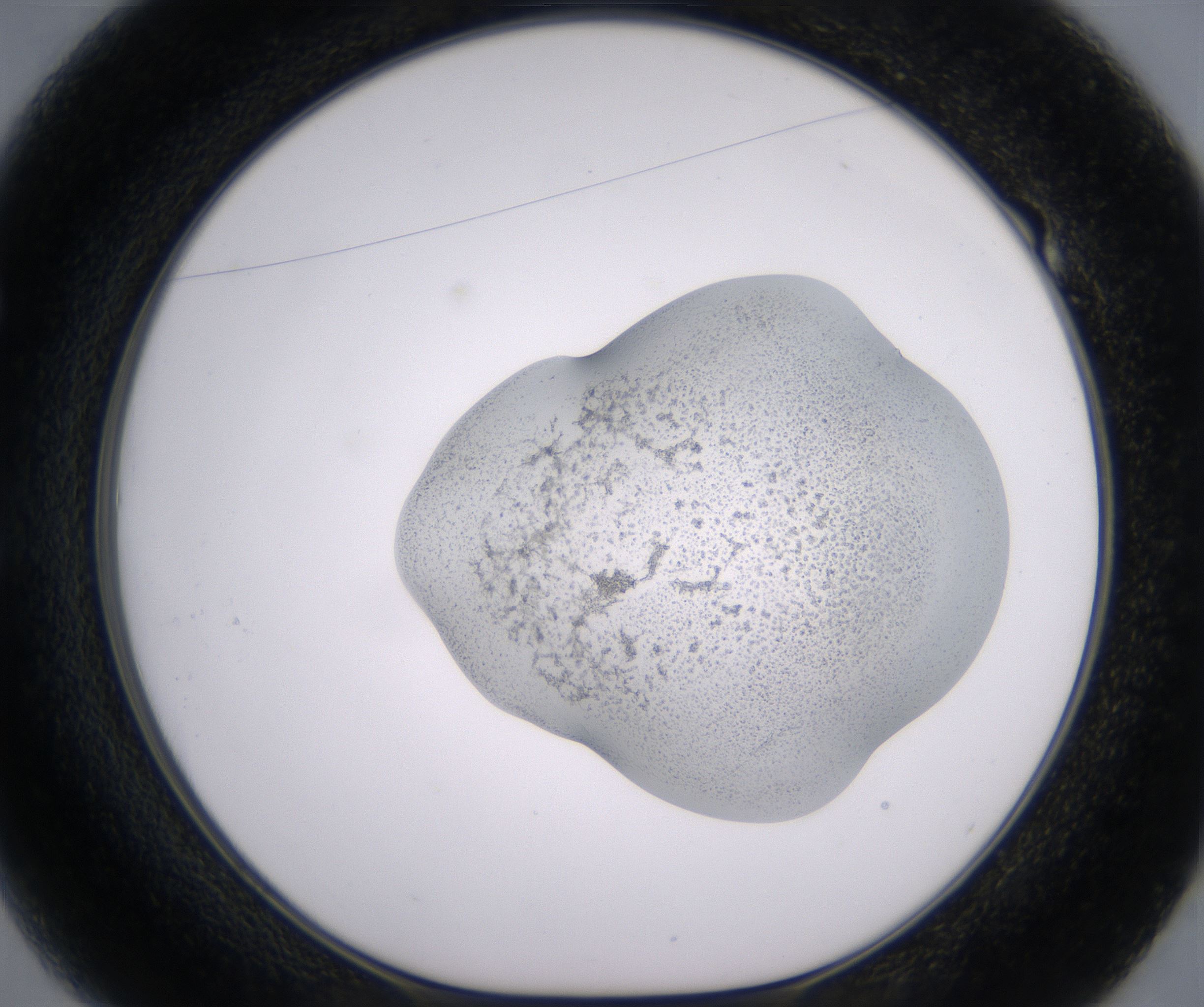 E1_HighResolution_Precipitate_1.jpg
