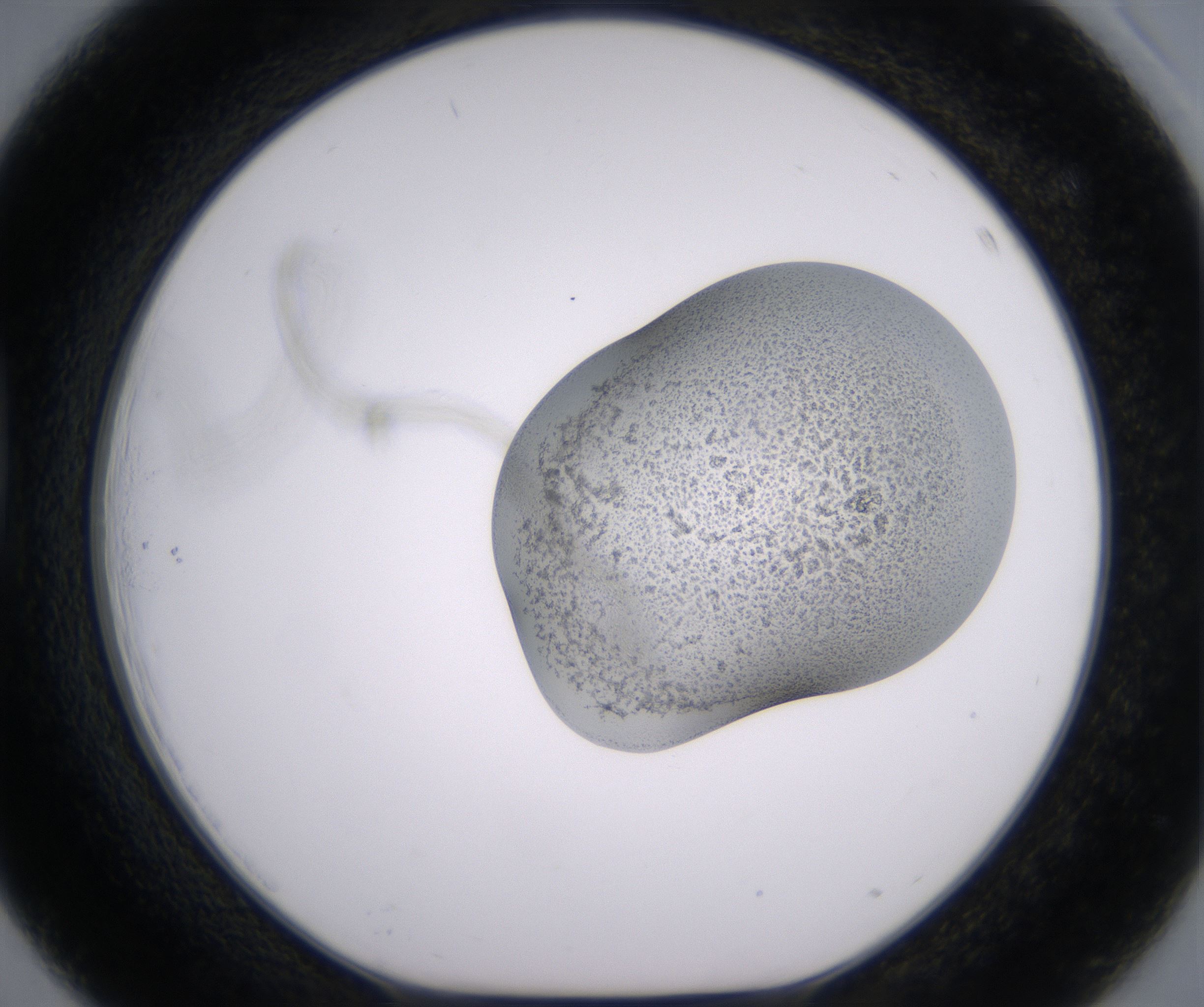 D3_HighResolution_Precipitate_1.jpg