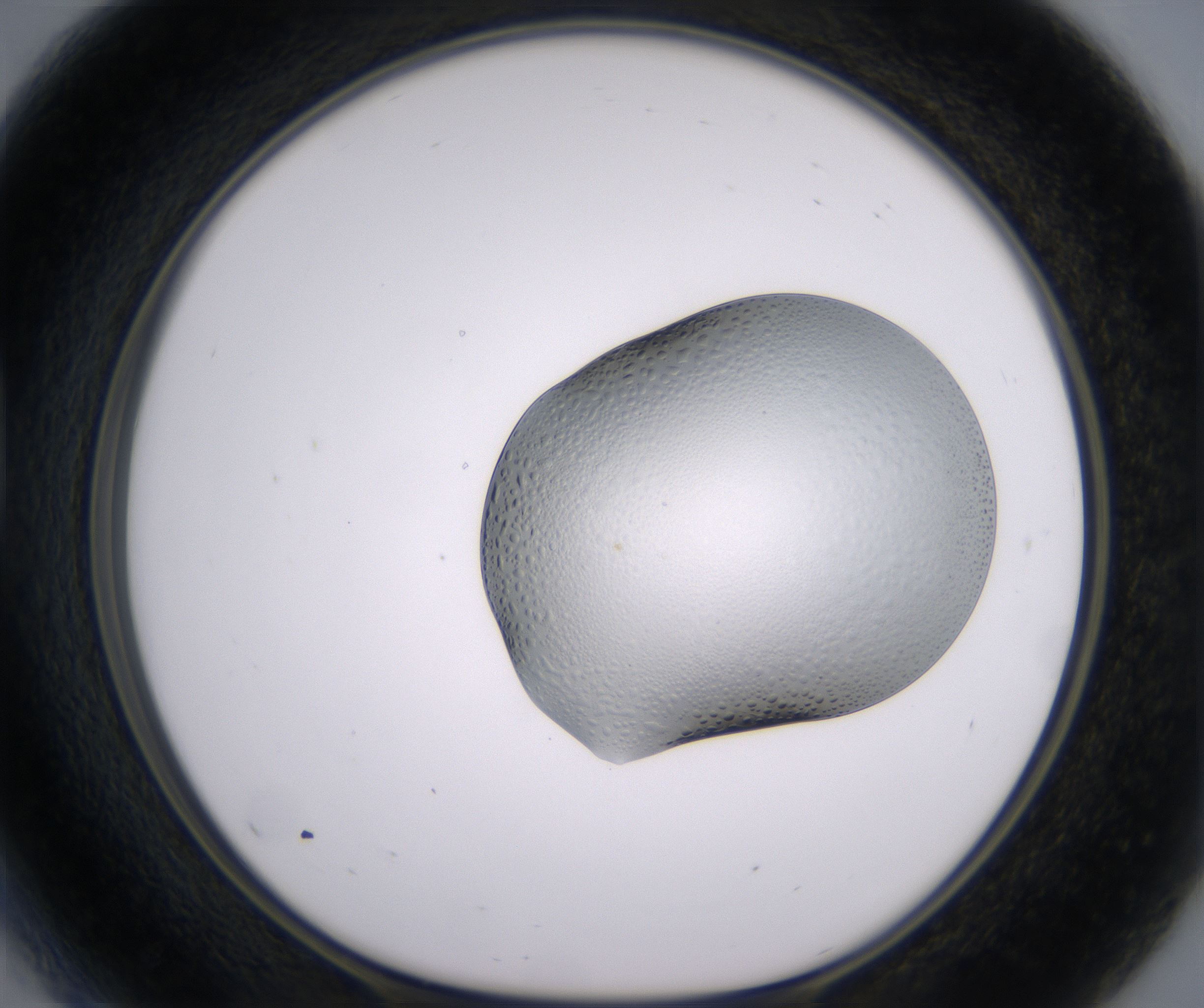 D5_HighResolution_Clear_1.jpg