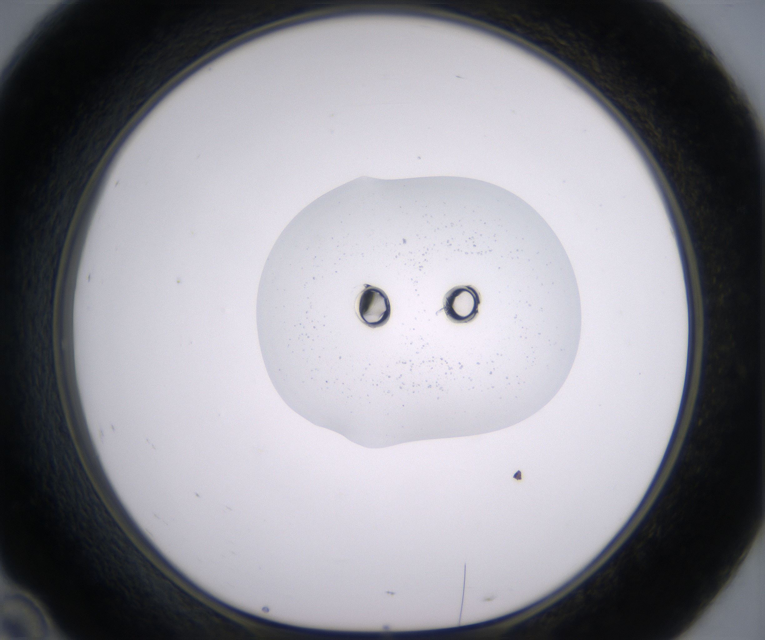 D10_HighResolution_Clear_1.jpg