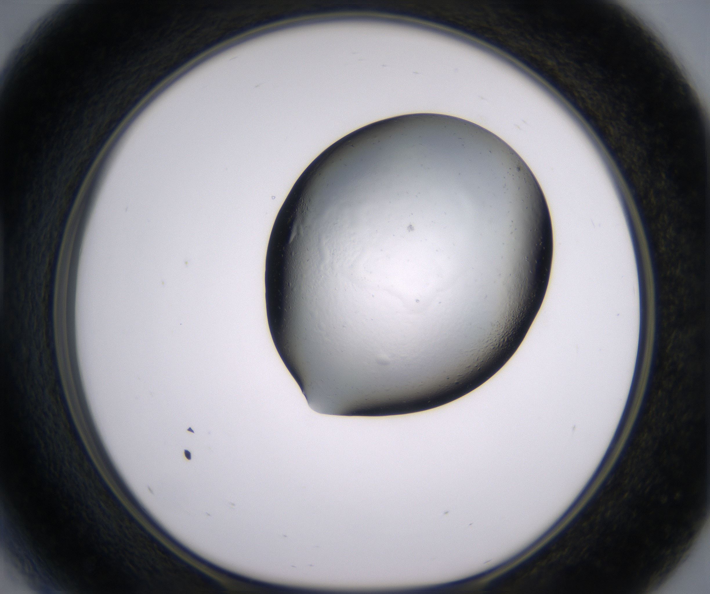 D5_HighResolution_Clear_1.jpg