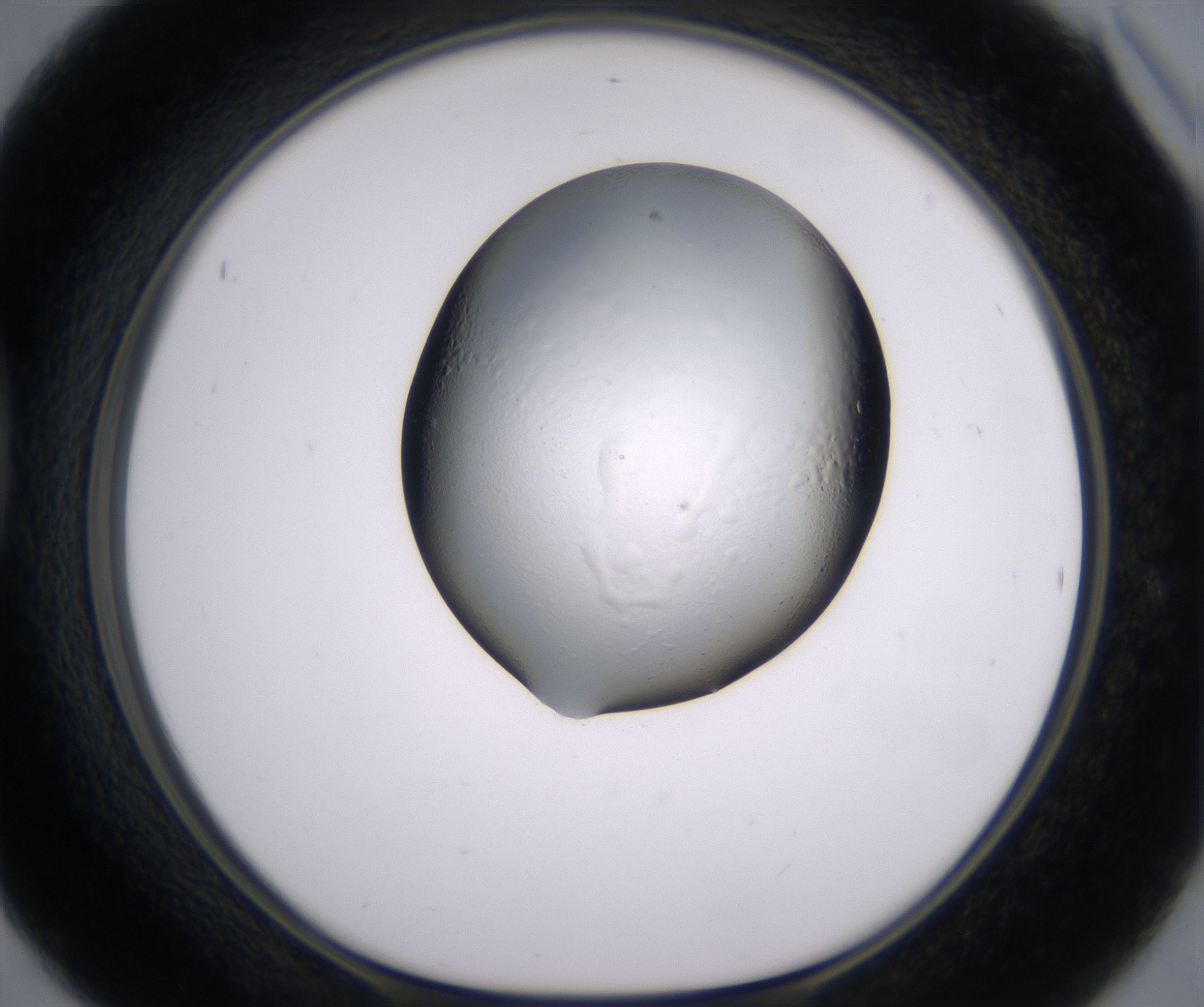 D6_HighResolution_Clear_1.jpg