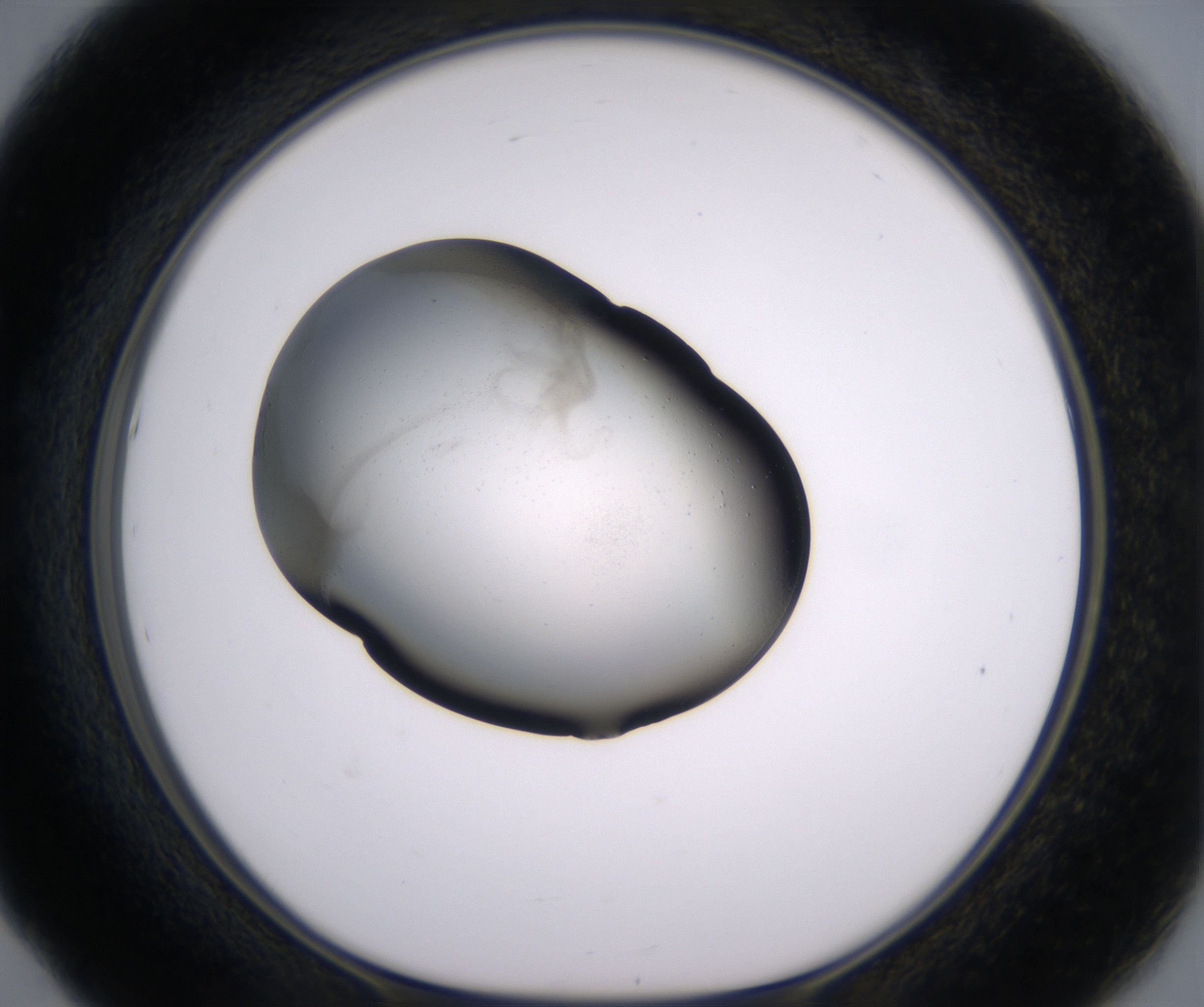 E5_HighResolution_Clear_1.jpg