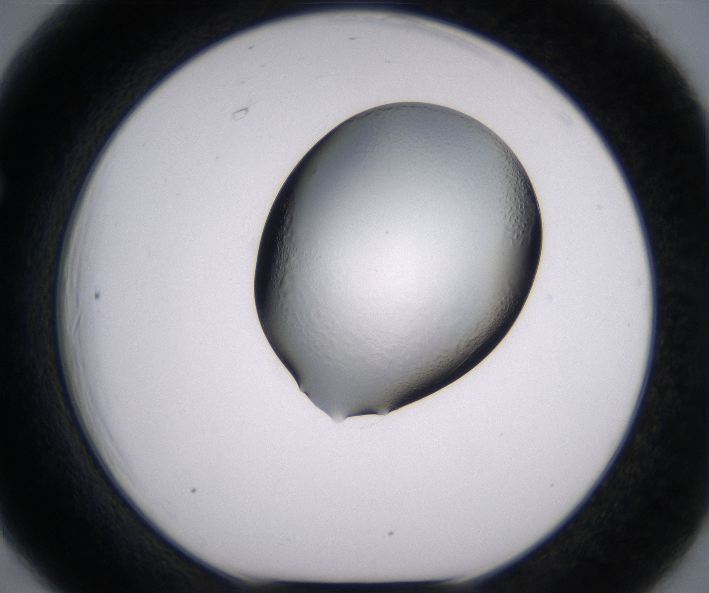 F6_HighResolution_Clear_1.jpg