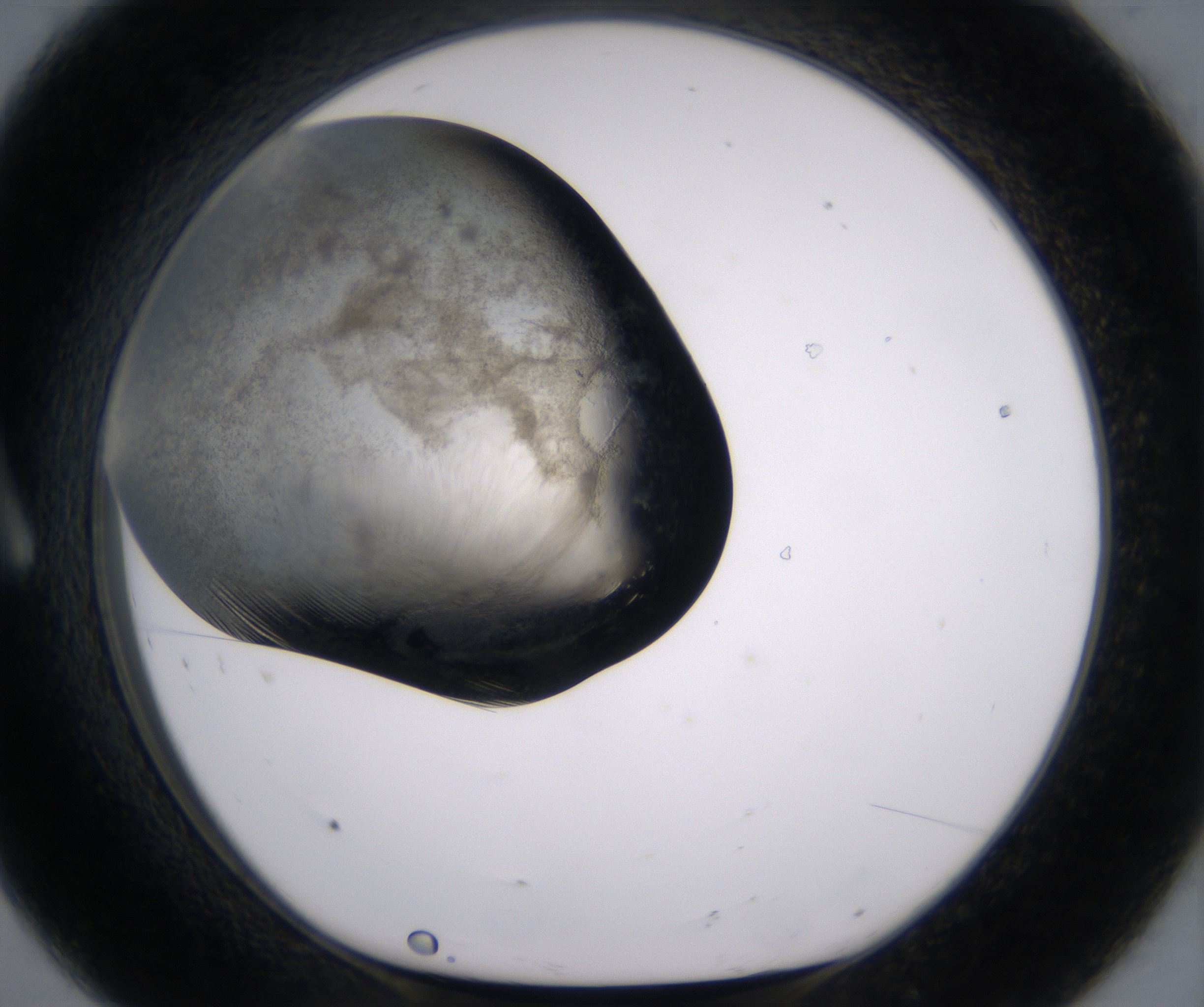 A8_HighResolution_Precipitate_1.jpg