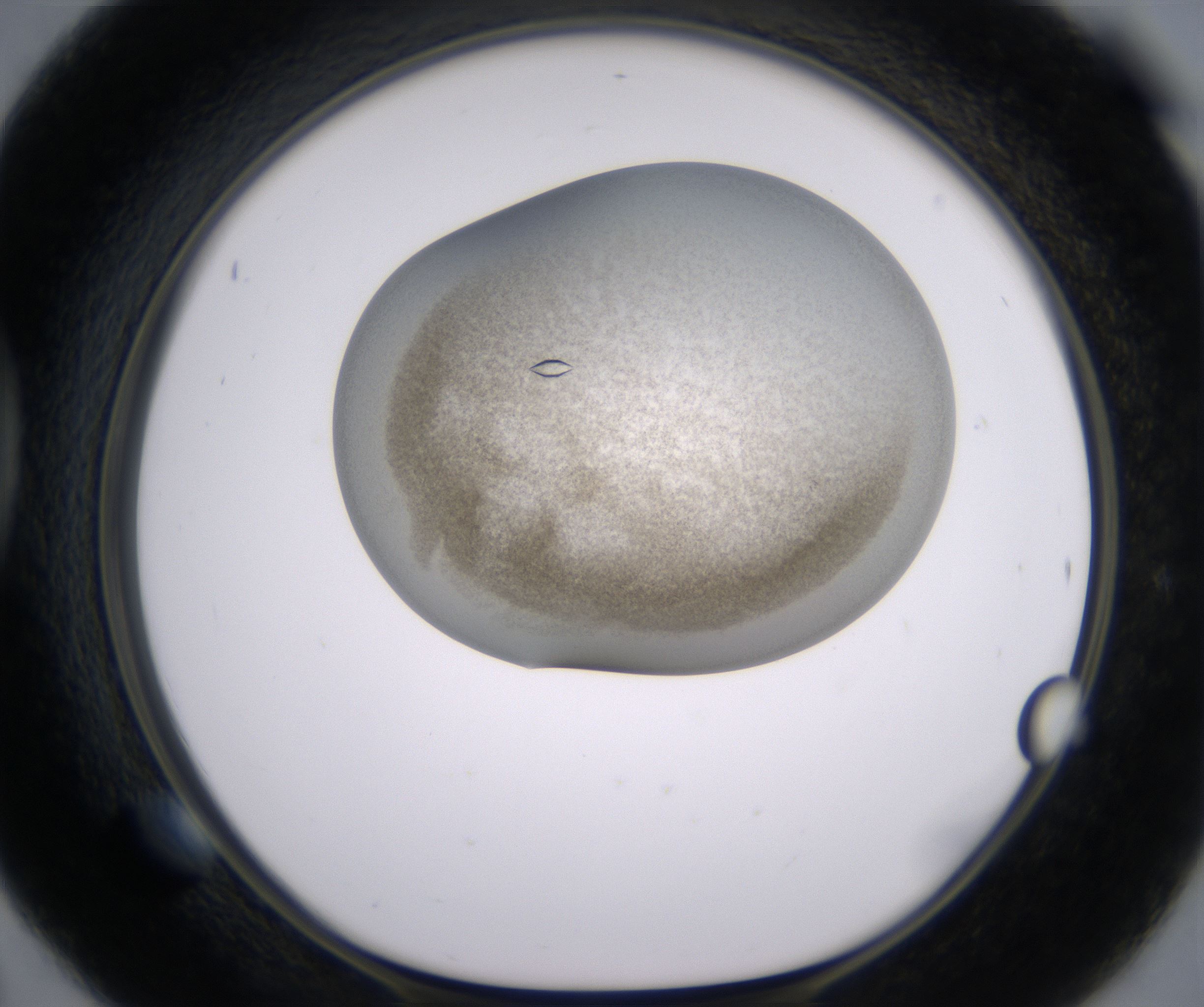 D6_HighResolution_Crystal_1.jpg