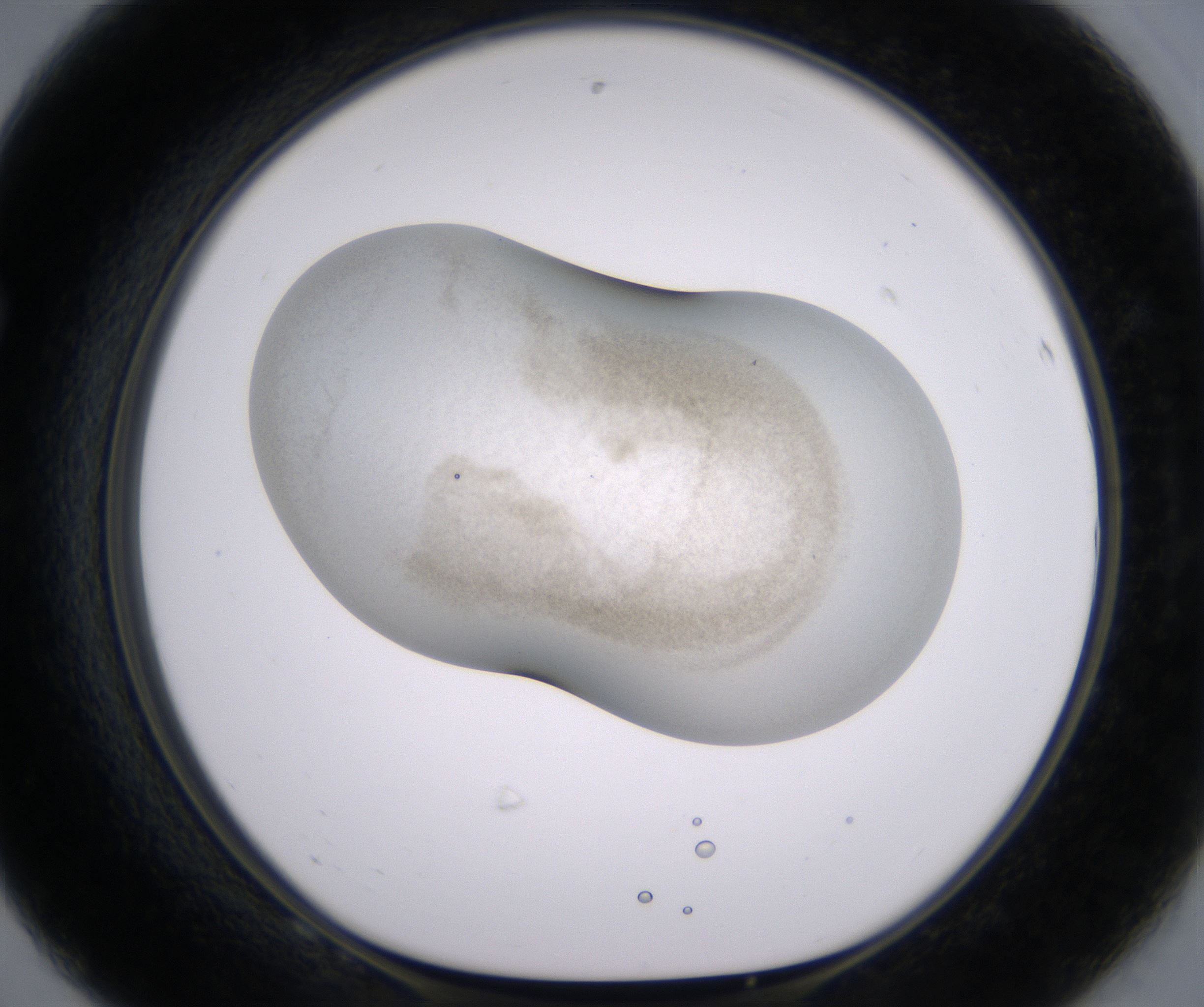 F8_HighResolution_Precipitate_1.jpg