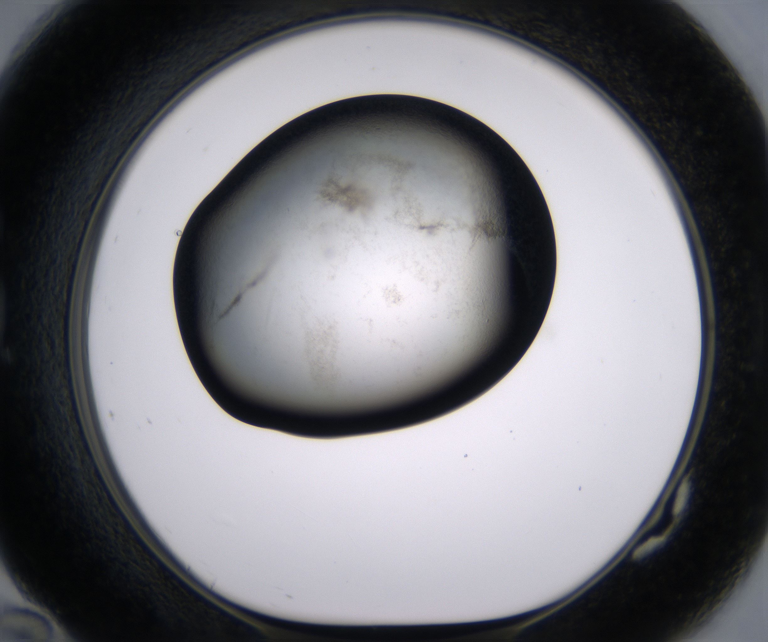 G10_HighResolution_Precipitate_1.jpg