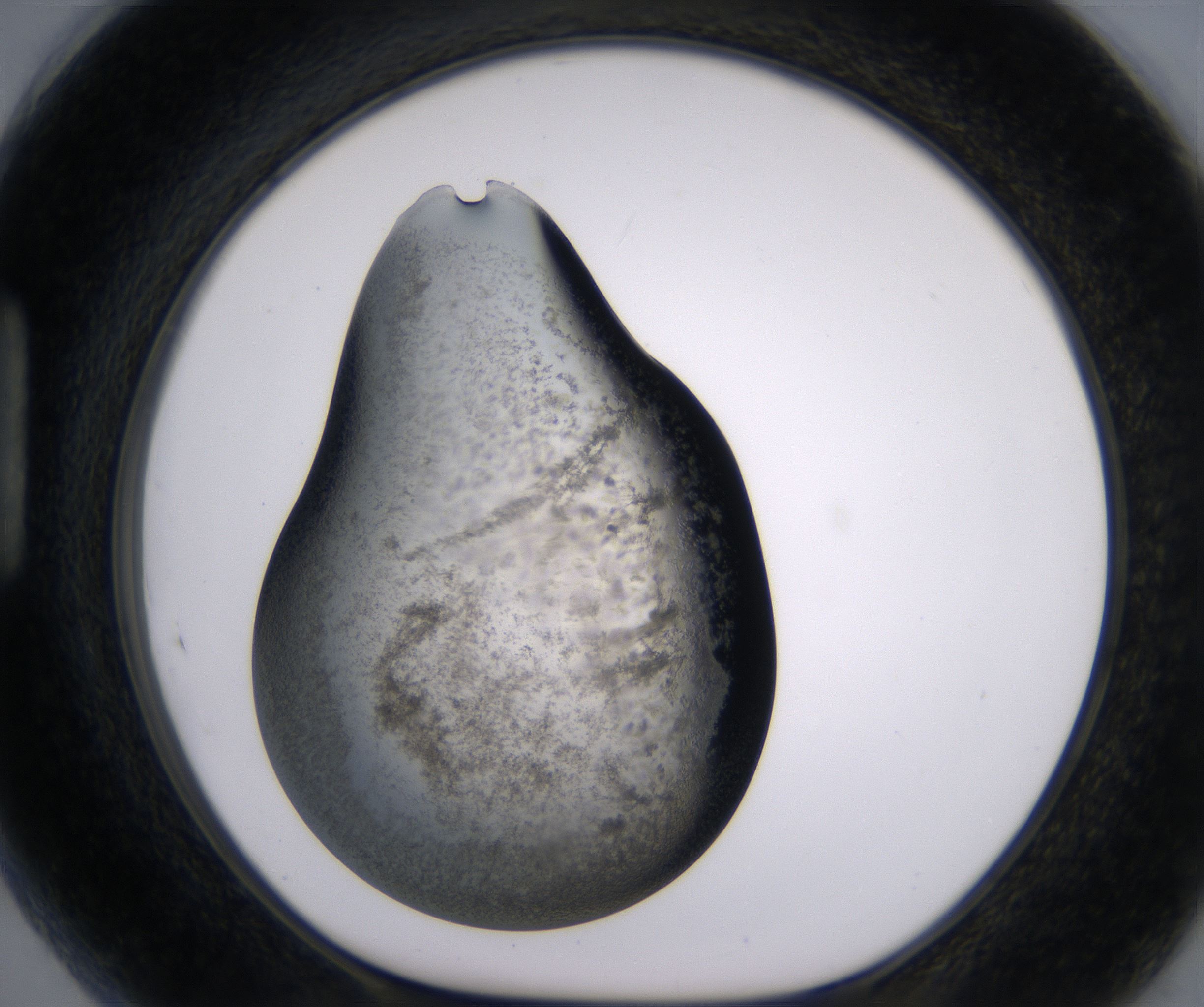 H5_HighResolution_Precipitate_1.jpg