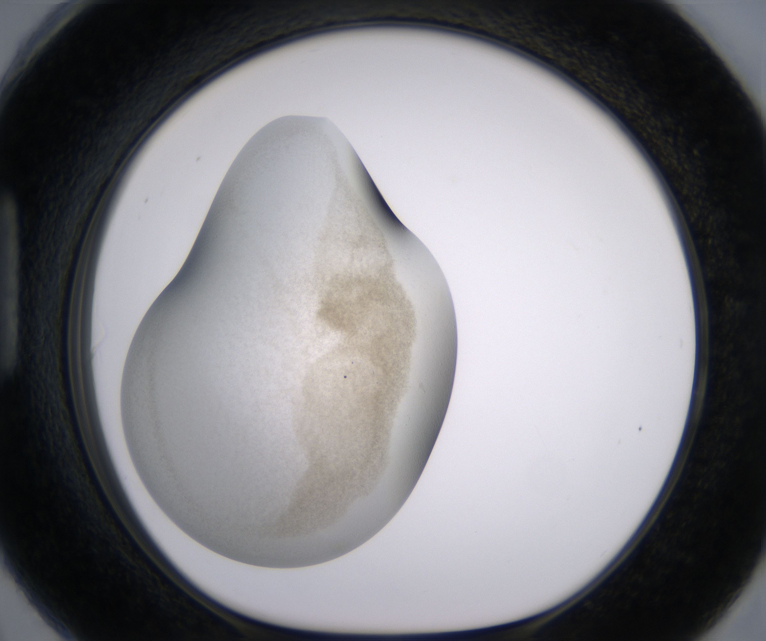 H6_HighResolution_Precipitate_1.jpg