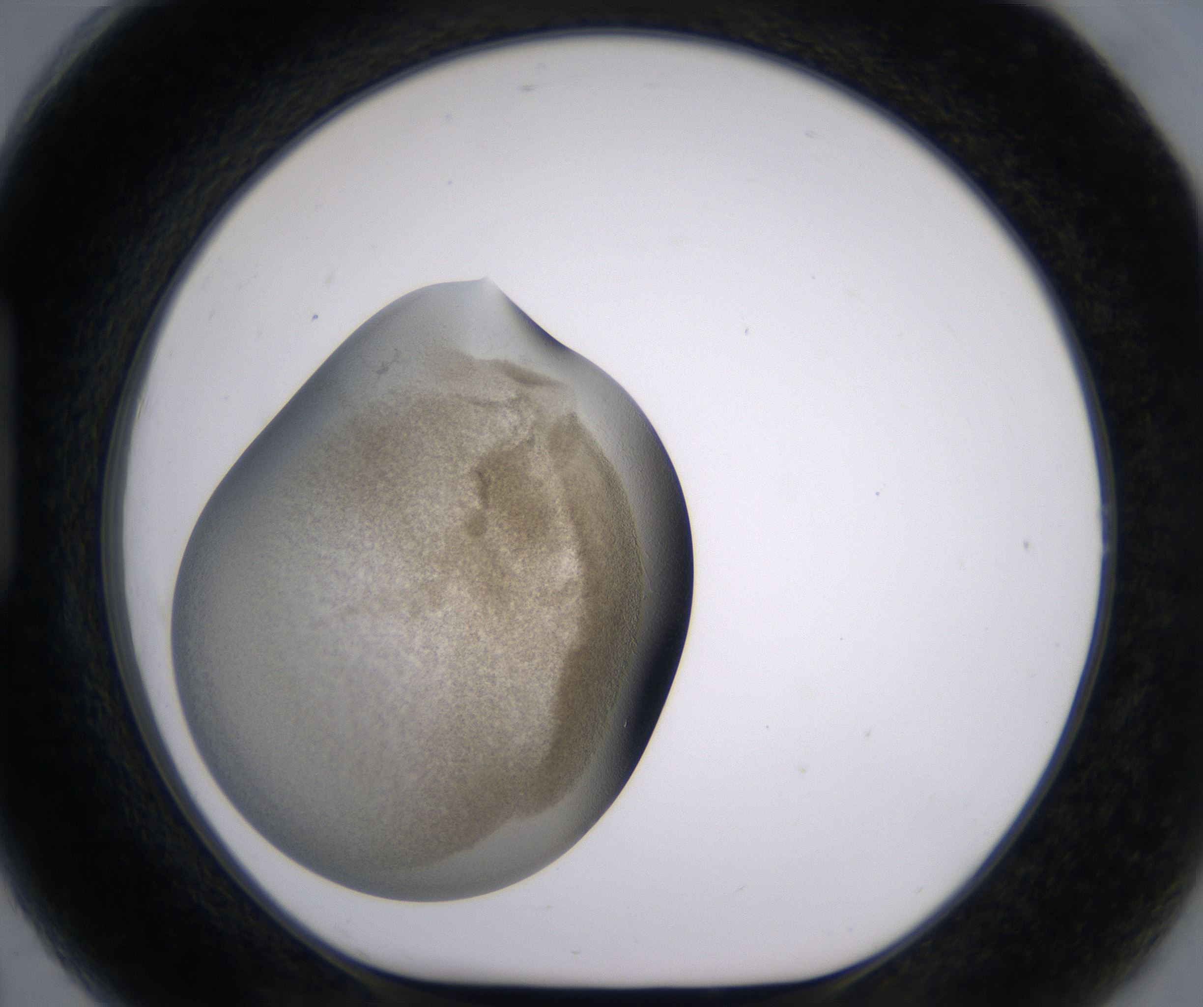 H7_HighResolution_Precipitate_1.jpg