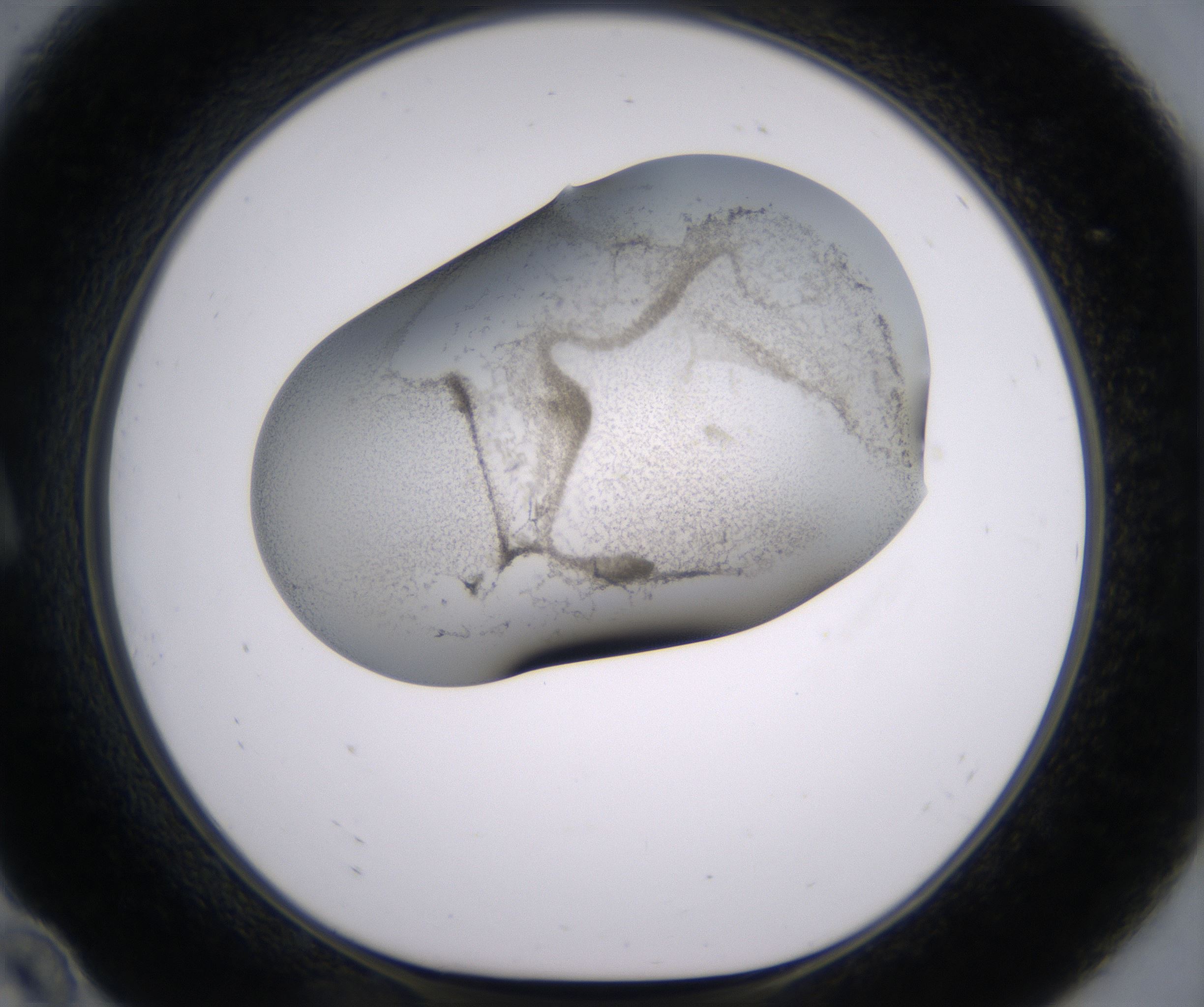 A10_HighResolution_Precipitate_1.jpg