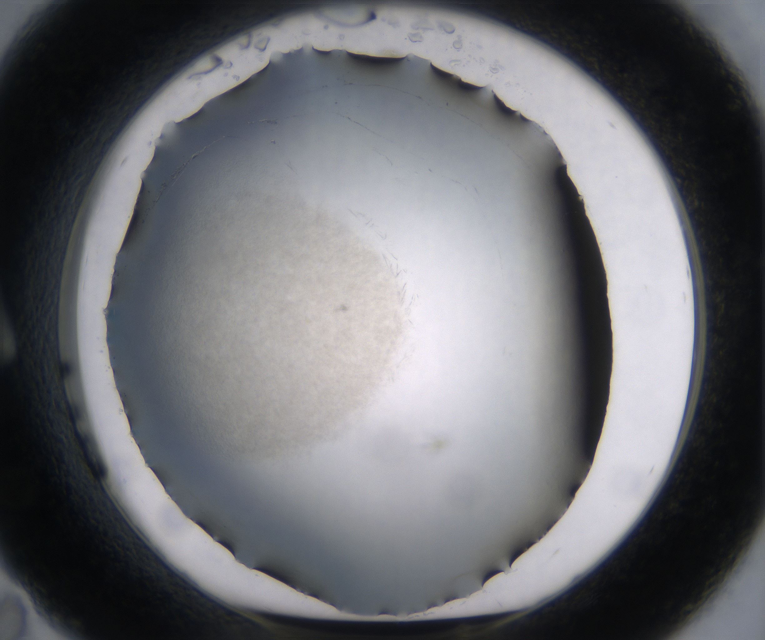 A11_HighResolution_Precipitate_1.jpg