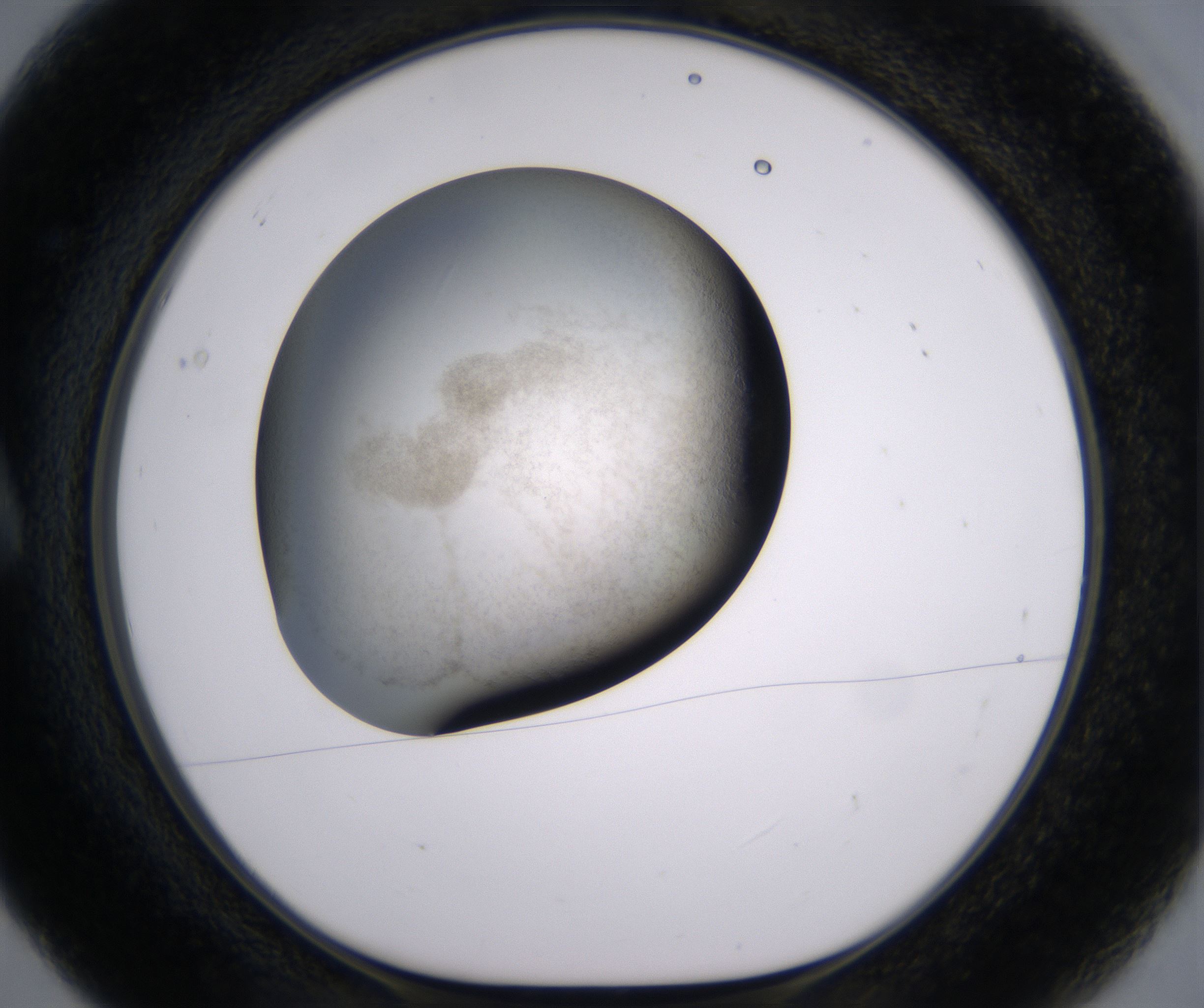 A5_HighResolution_Precipitate_1.jpg