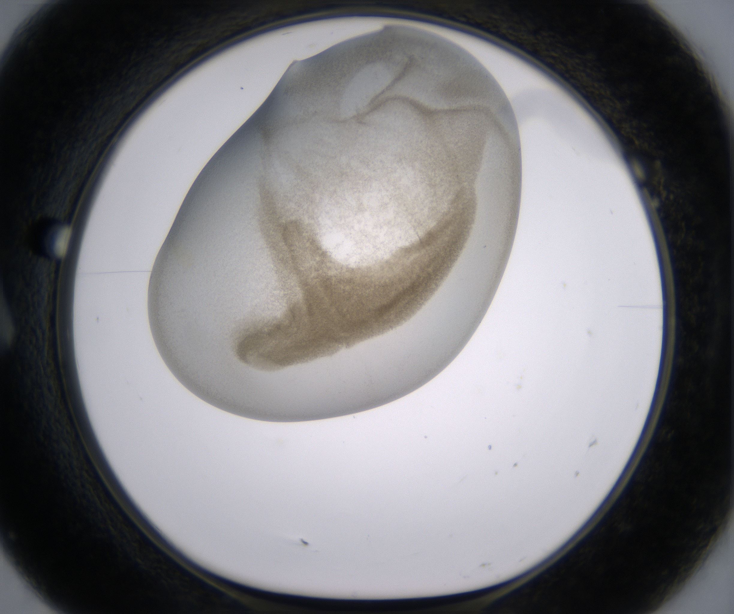 A7_HighResolution_Precipitate_1.jpg