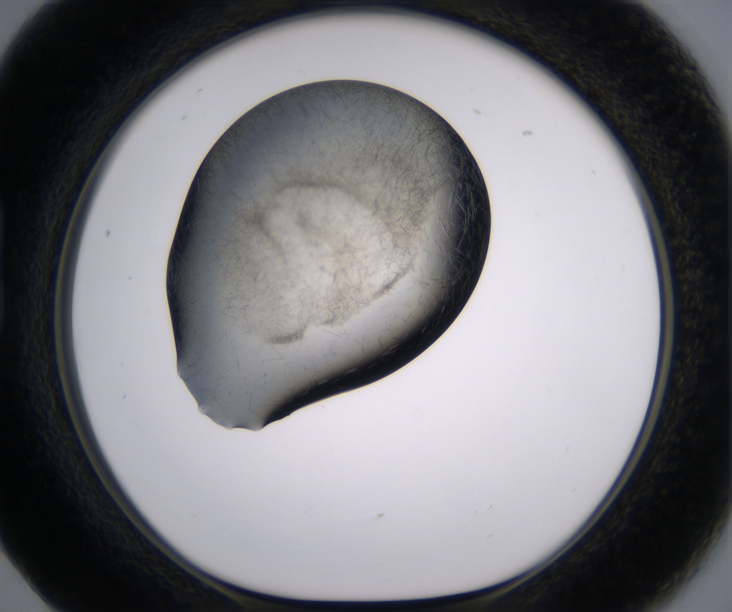 B5_HighResolution_Crystal_1.jpg