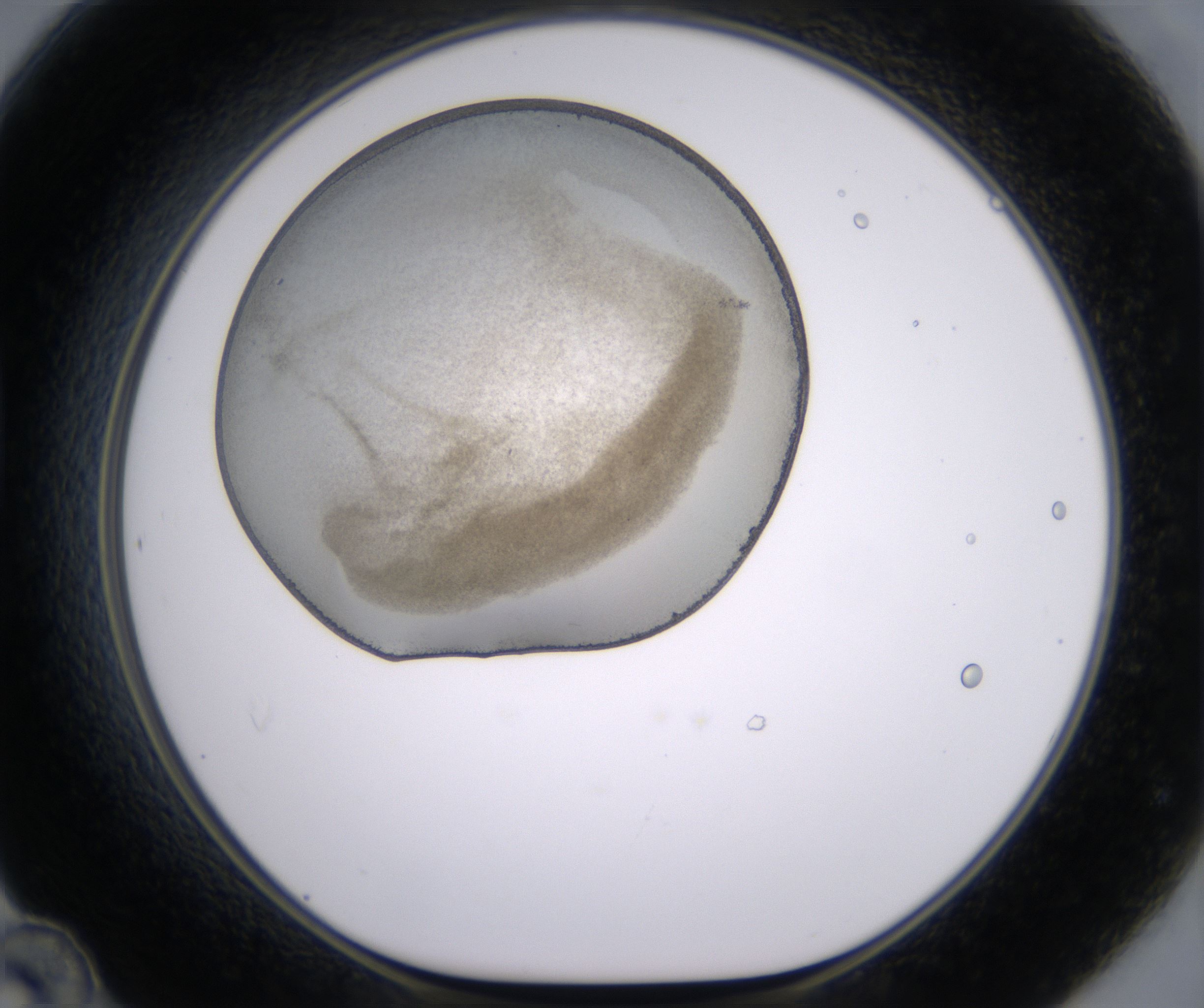 D12_HighResolution_Precipitate_1.jpg