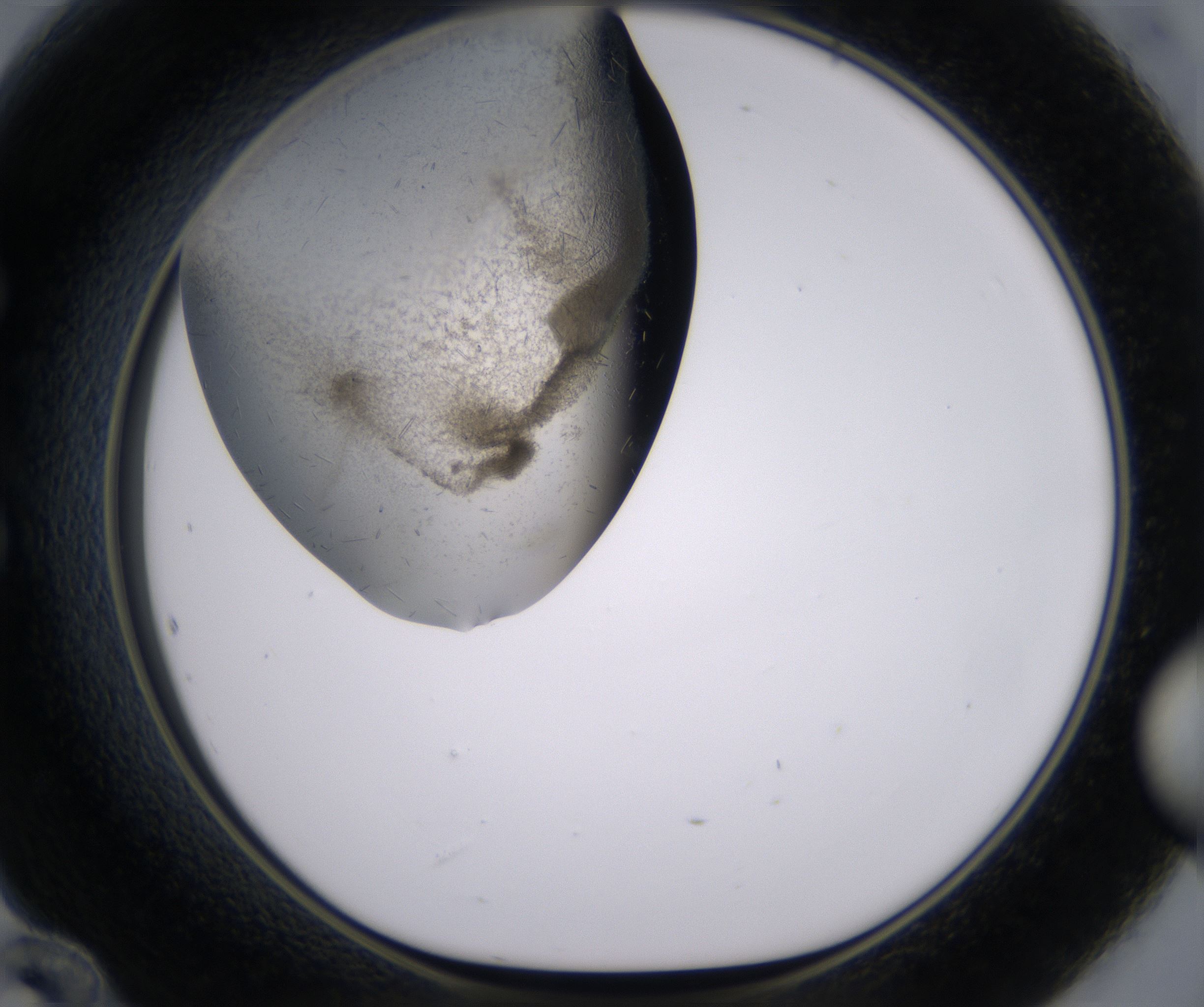 E12_HighResolution_Crystal_1.jpg