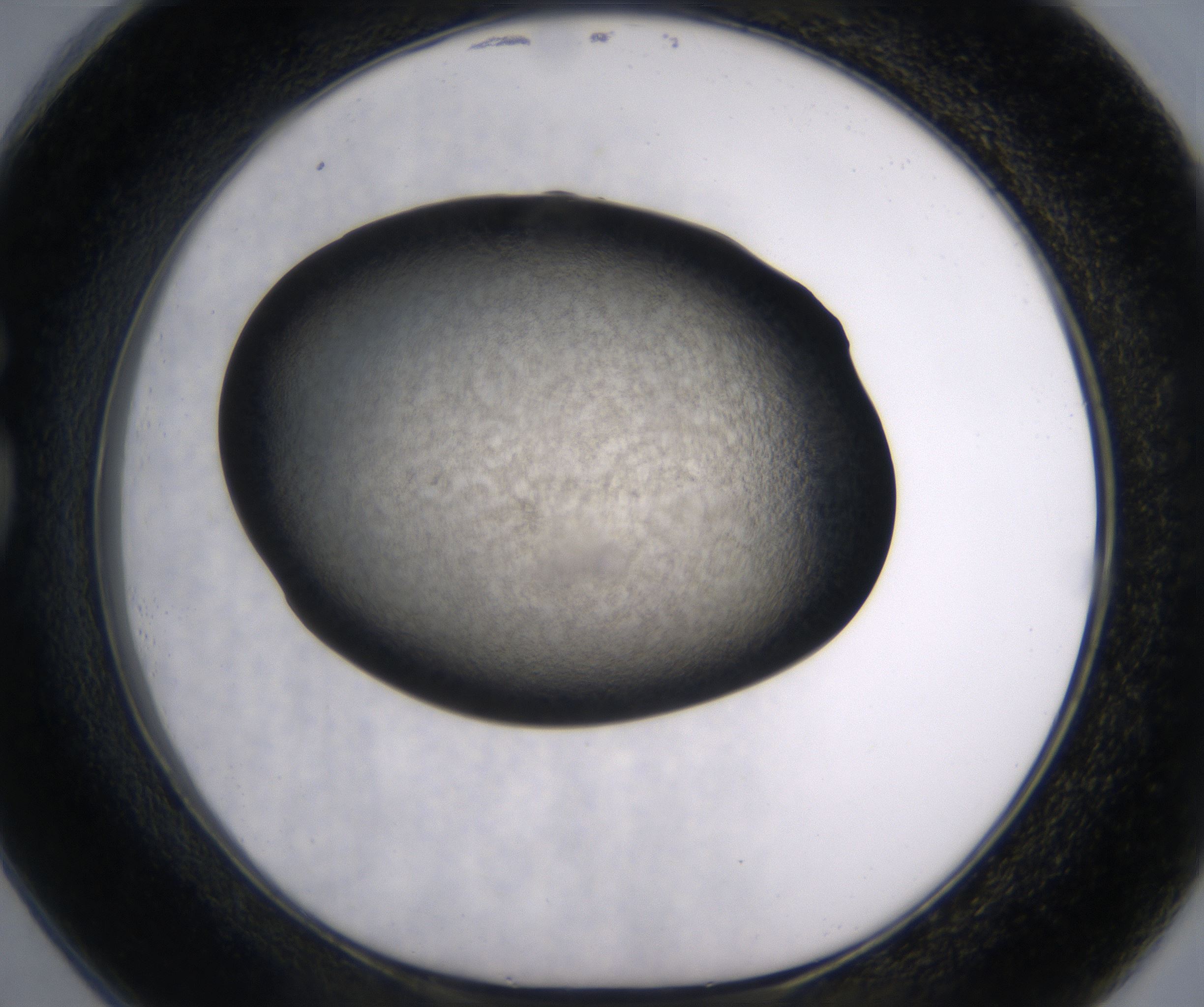 G1_HighResolution_Precipitate_1.jpg