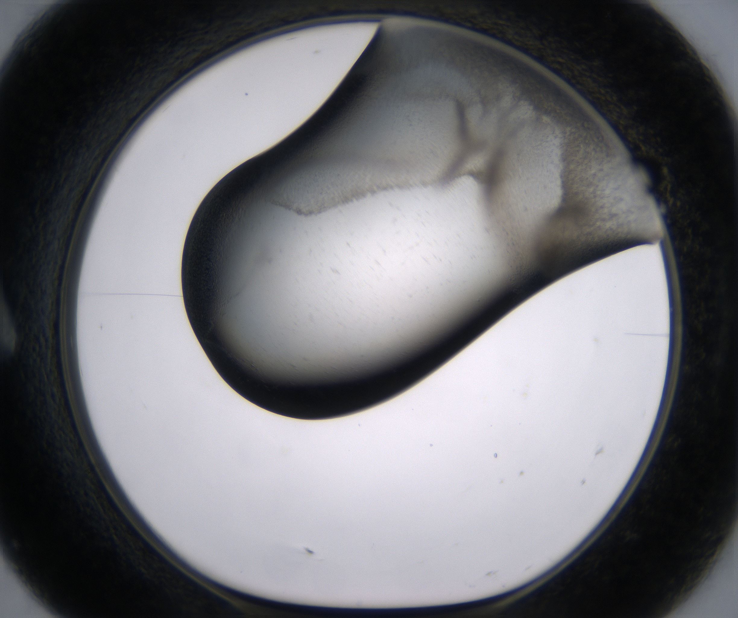 A7_HighResolution_Precipitate_1.jpg