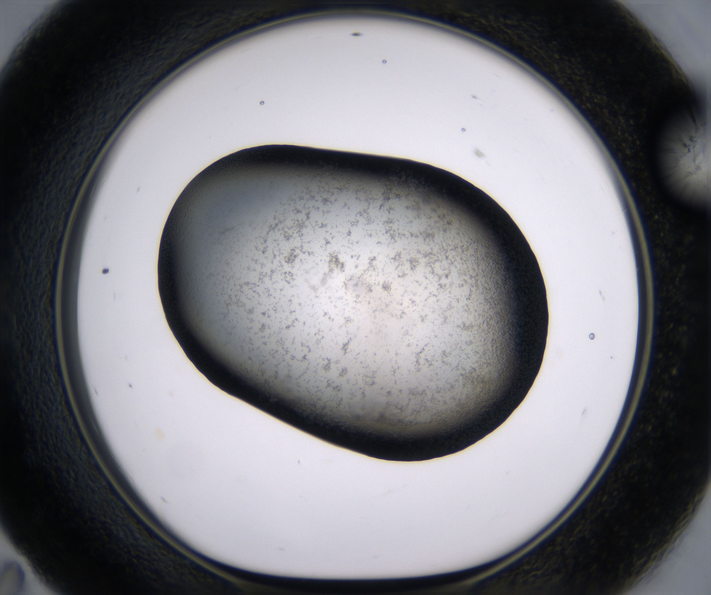 E11_HighResolution_Precipitate_1.jpg