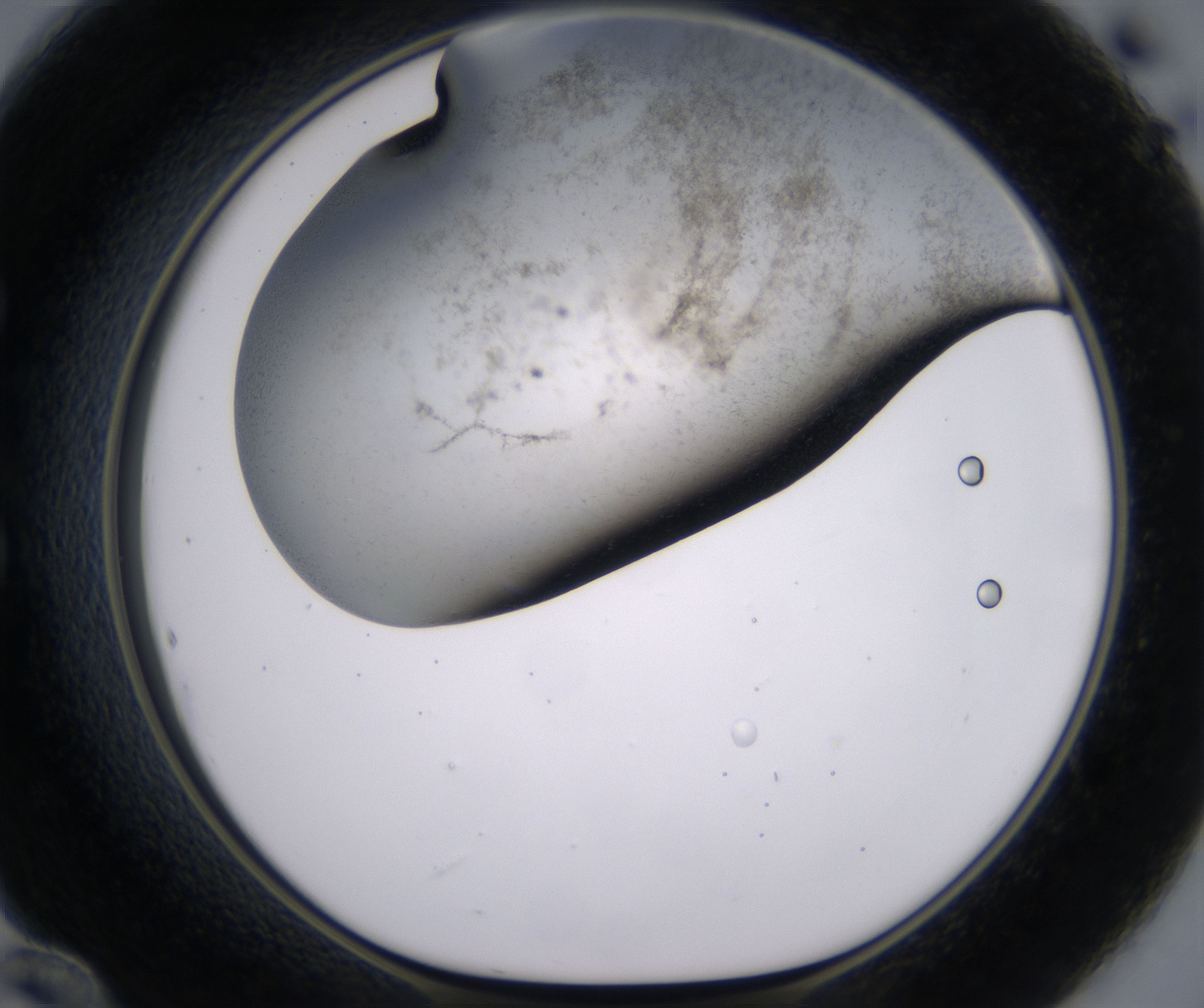 E12_HighResolution_Precipitate_1.jpg