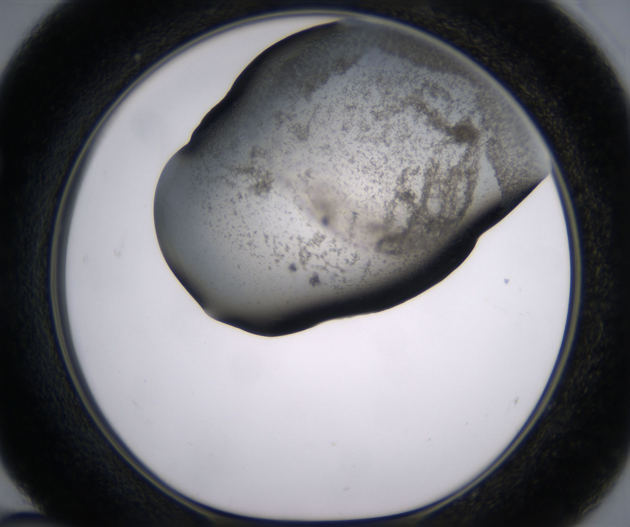 E4_HighResolution_Precipitate_1.jpg