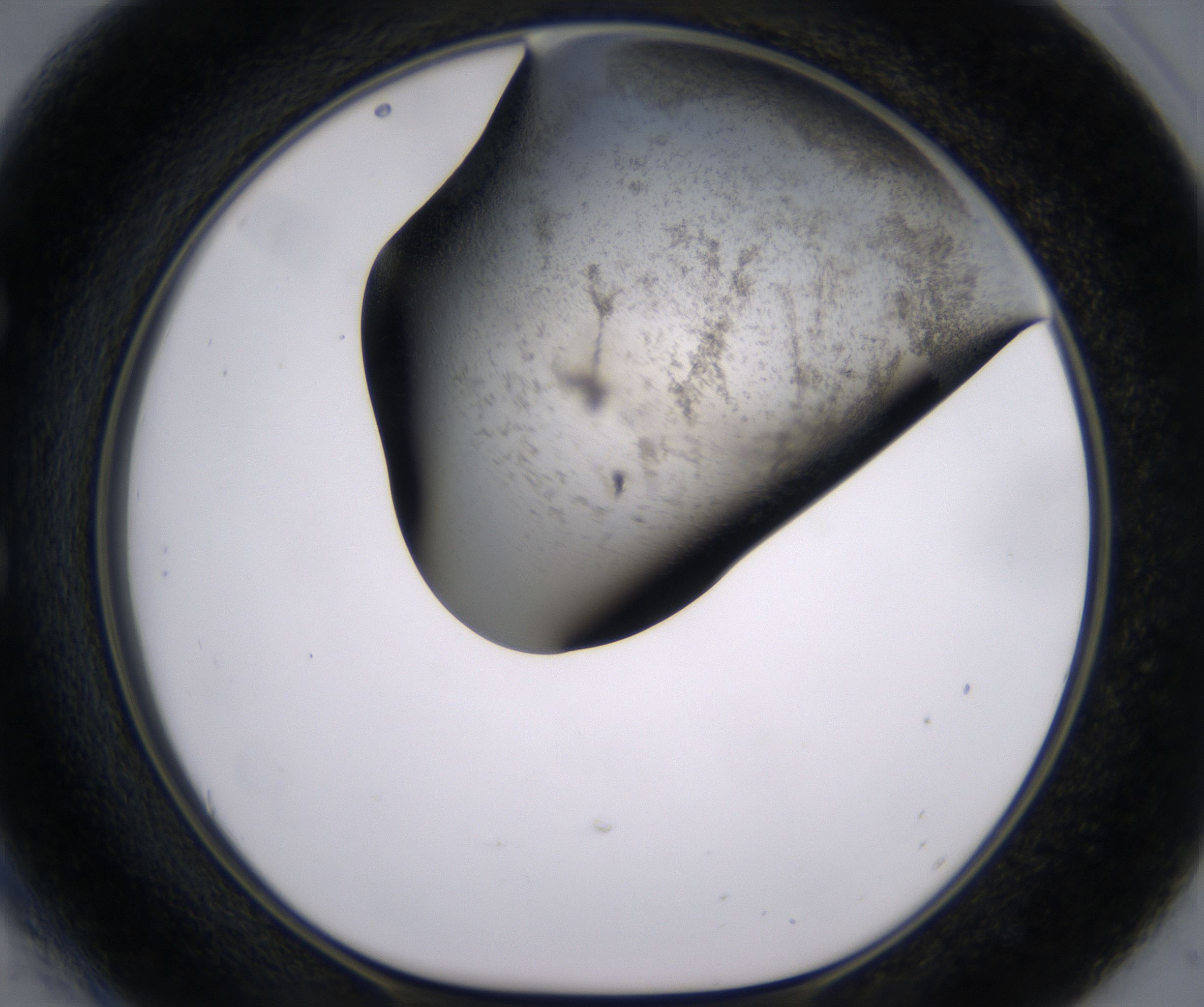 E6_HighResolution_Precipitate_1.jpg