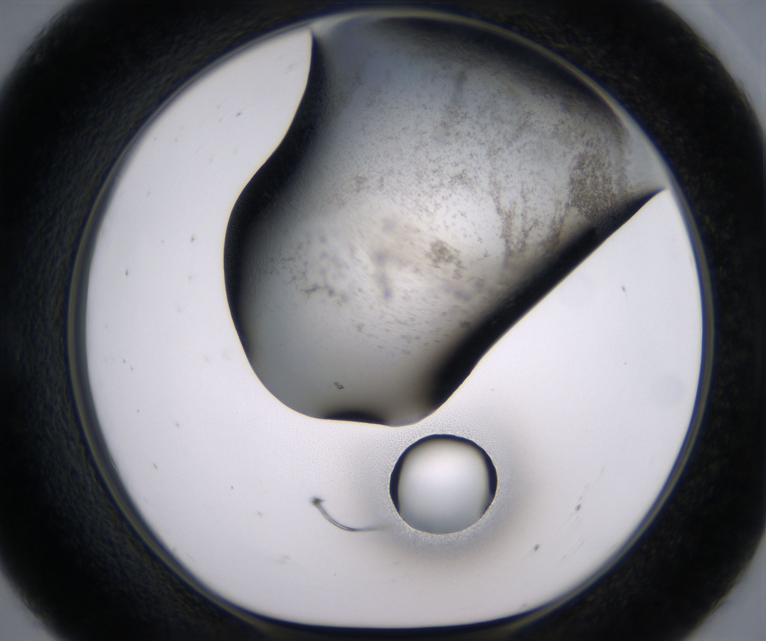E7_HighResolution_Precipitate_1.jpg