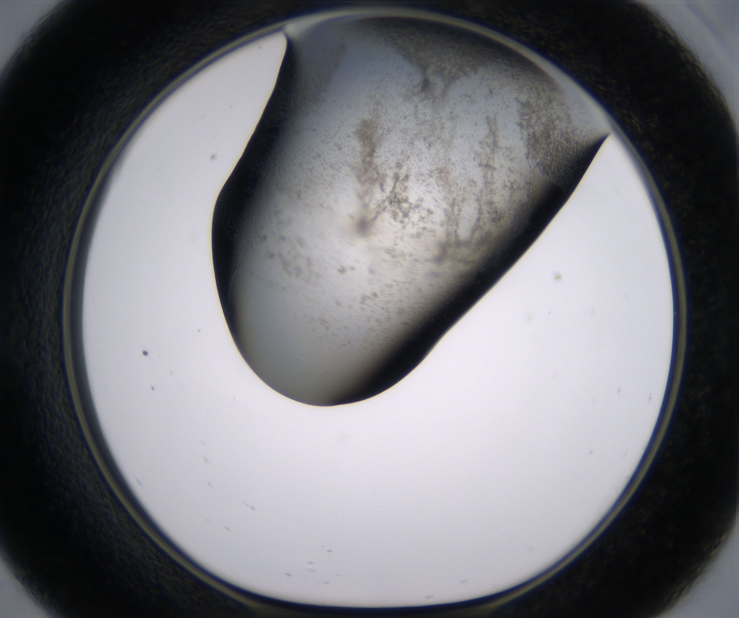 E9_HighResolution_Precipitate_1.jpg
