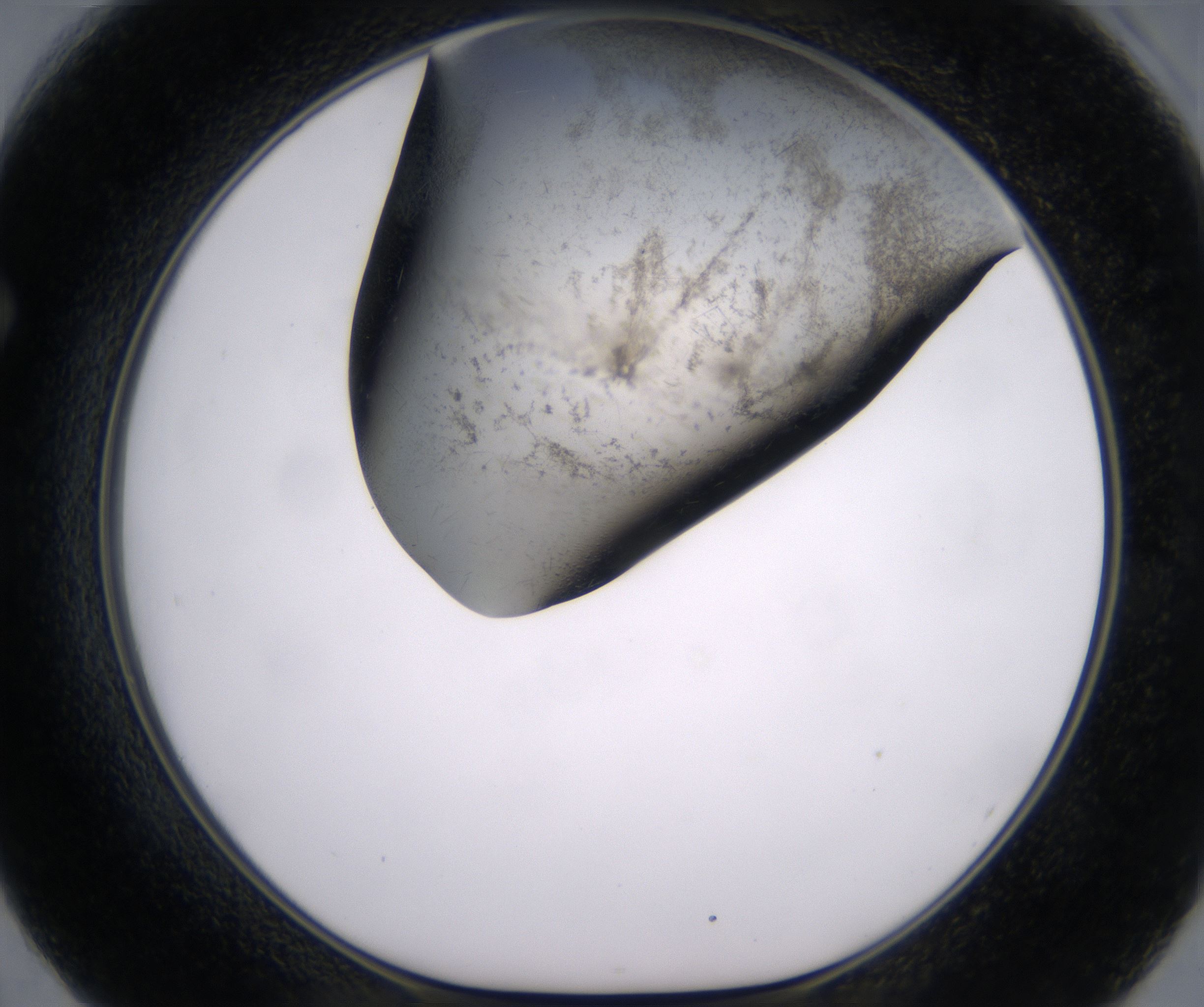 F2_HighResolution_Precipitate_1.jpg