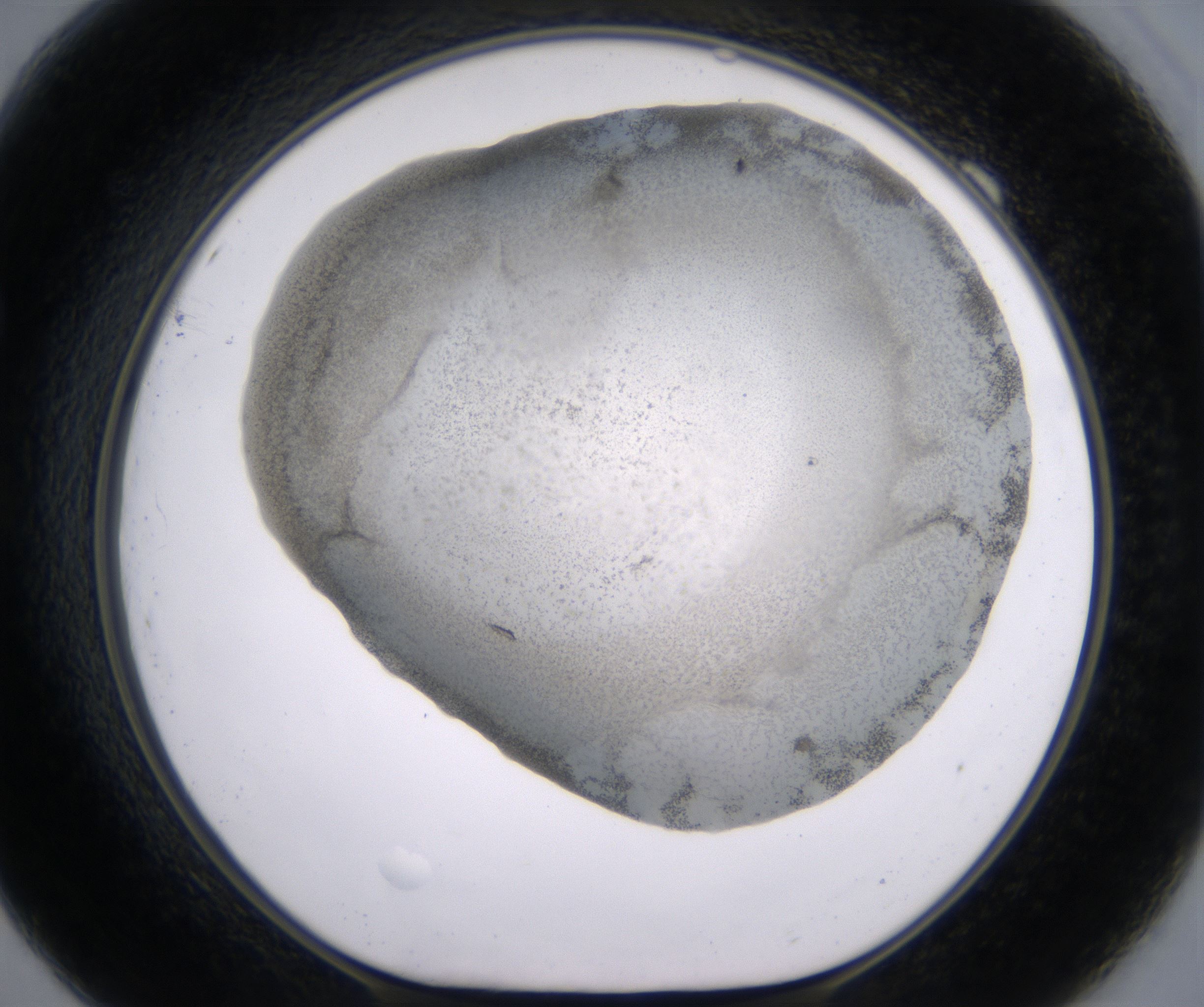 F9_HighResolution_Precipitate_1.jpg