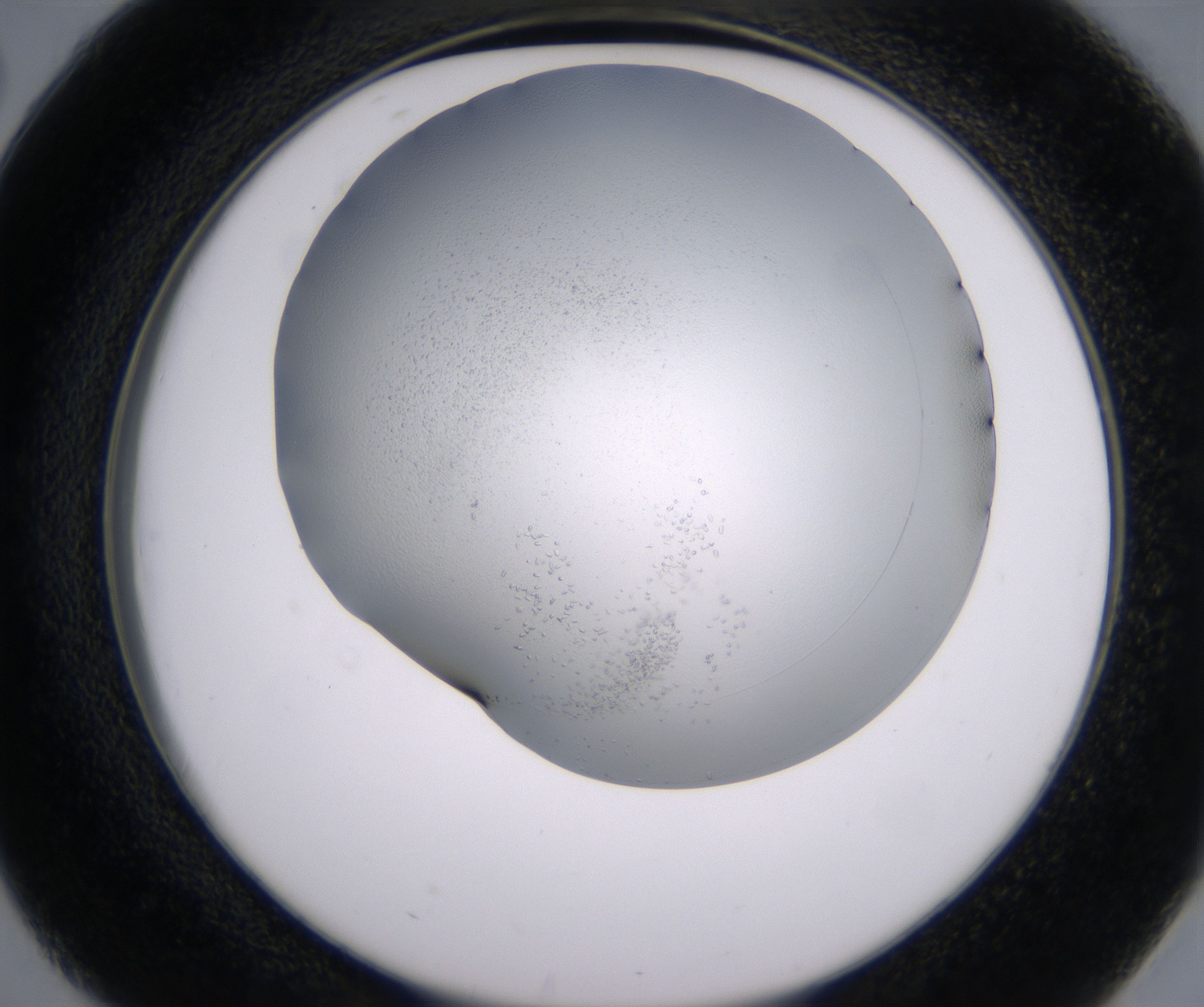 D2_HighResolution_Clear_2.jpg