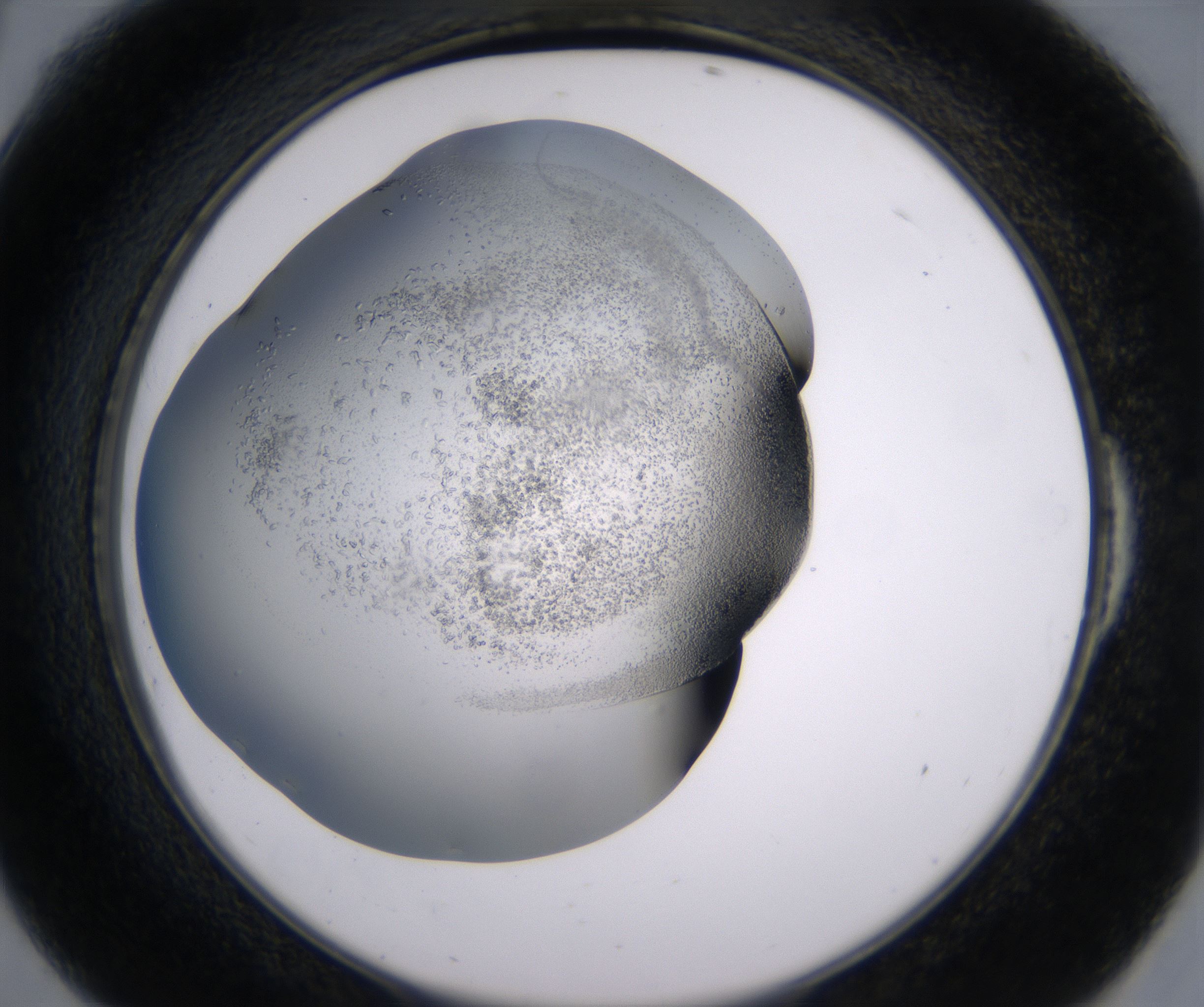 E6_HighResolution_Crystal_2.jpg